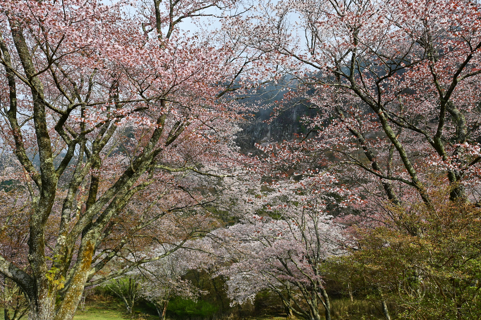 https://www.yaotomi.co.jp/blog/walk/DSC_1963%2C16%20mm%2CF8%2Ciso100%28JPEG%29.jpg