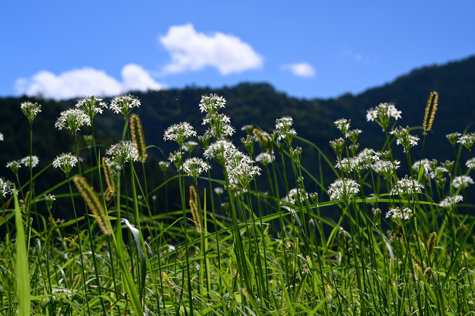 https://www.yaotomi.co.jp/blog/walk/DSC_2410%2C78%20mm%2CF11%2C1-100%20%E7%A7%92%2Ciso140%28JPEG%29.jpg