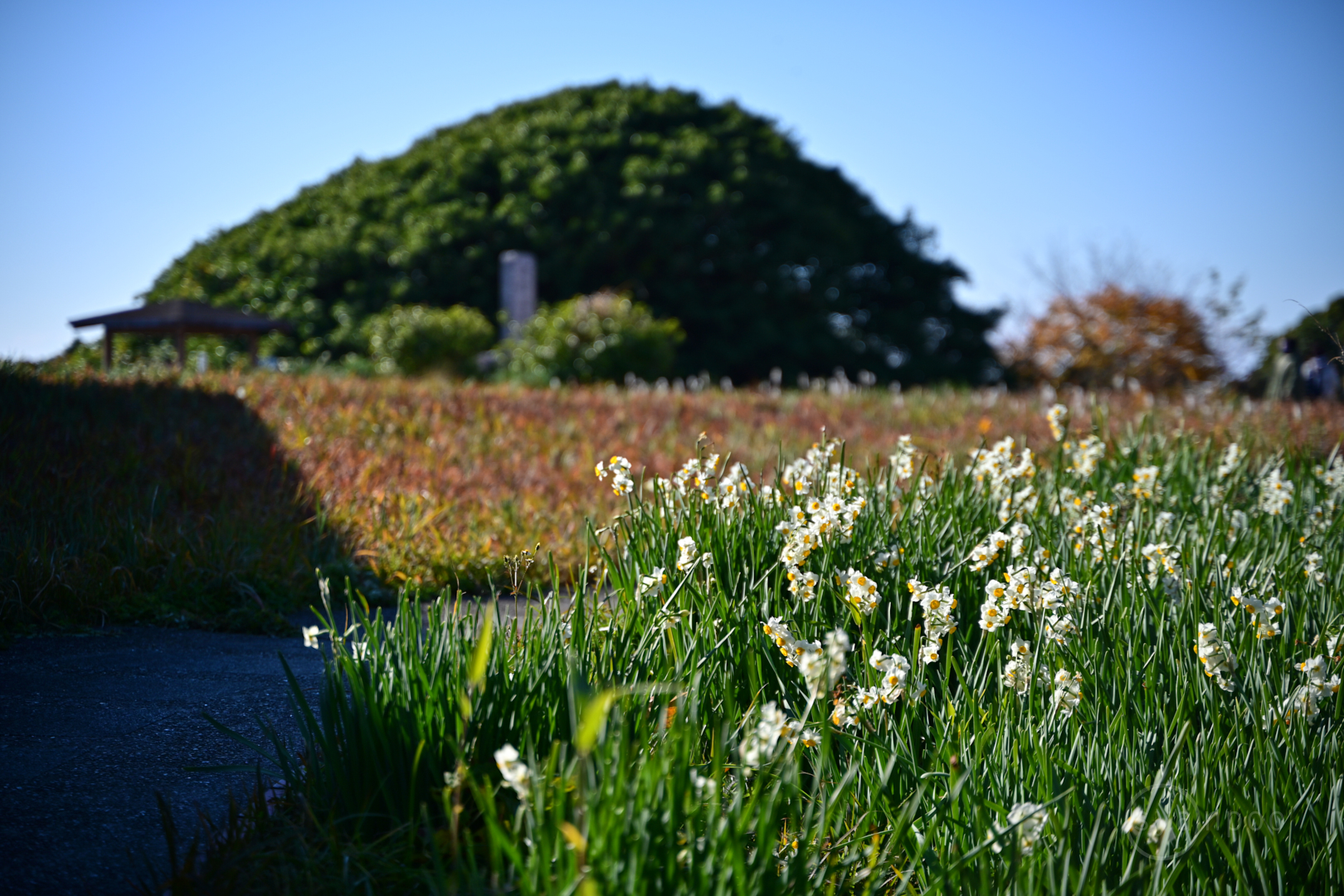 https://www.yaotomi.co.jp/blog/walk/DSC_2601%2C75%20mm%2CF2.8%2Ciso100%28JPEG%29.jpg