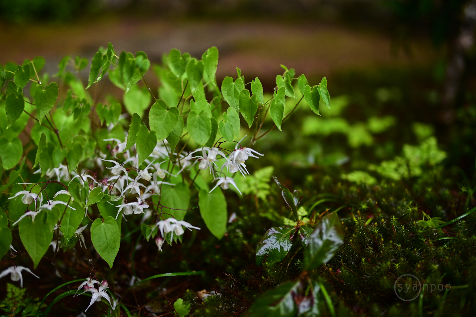 https://www.yaotomi.co.jp/blog/walk/DSC_3484%2C30%20mm%2CF1.4%2Ciso100%28JPEG%29.jpg