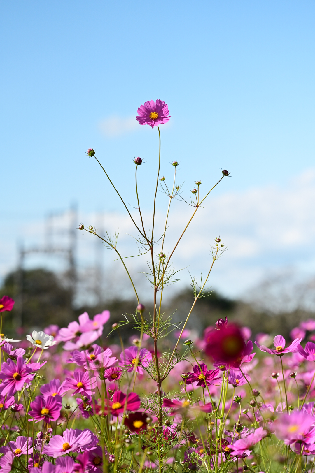 https://www.yaotomi.co.jp/blog/walk/DSC_3749%2C90%20mm%2CF4%2C1-4000%20%E7%A7%92%2Ciso800%28JPEG%29.jpg