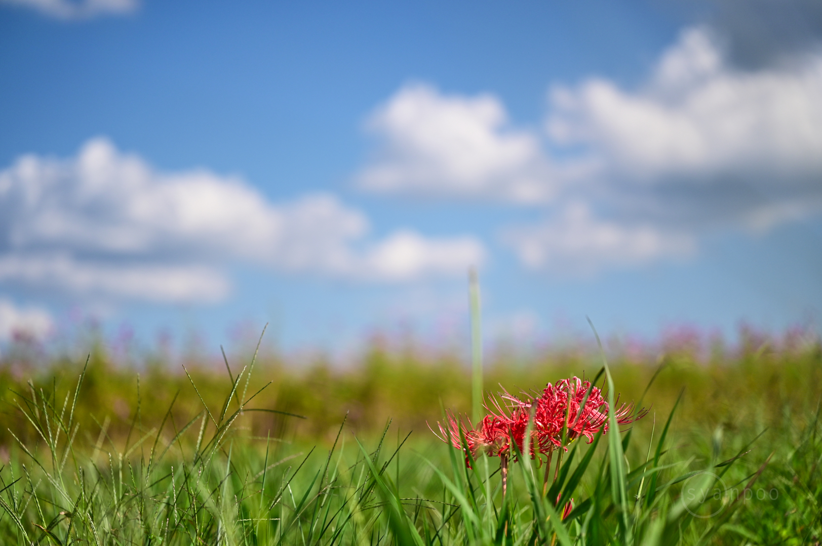 https://www.yaotomi.co.jp/blog/walk/DSC_3856%2C90%20mm%2CF3%2C1-4000%20%E7%A7%92%2Ciso400%28JPEG%29.jpg