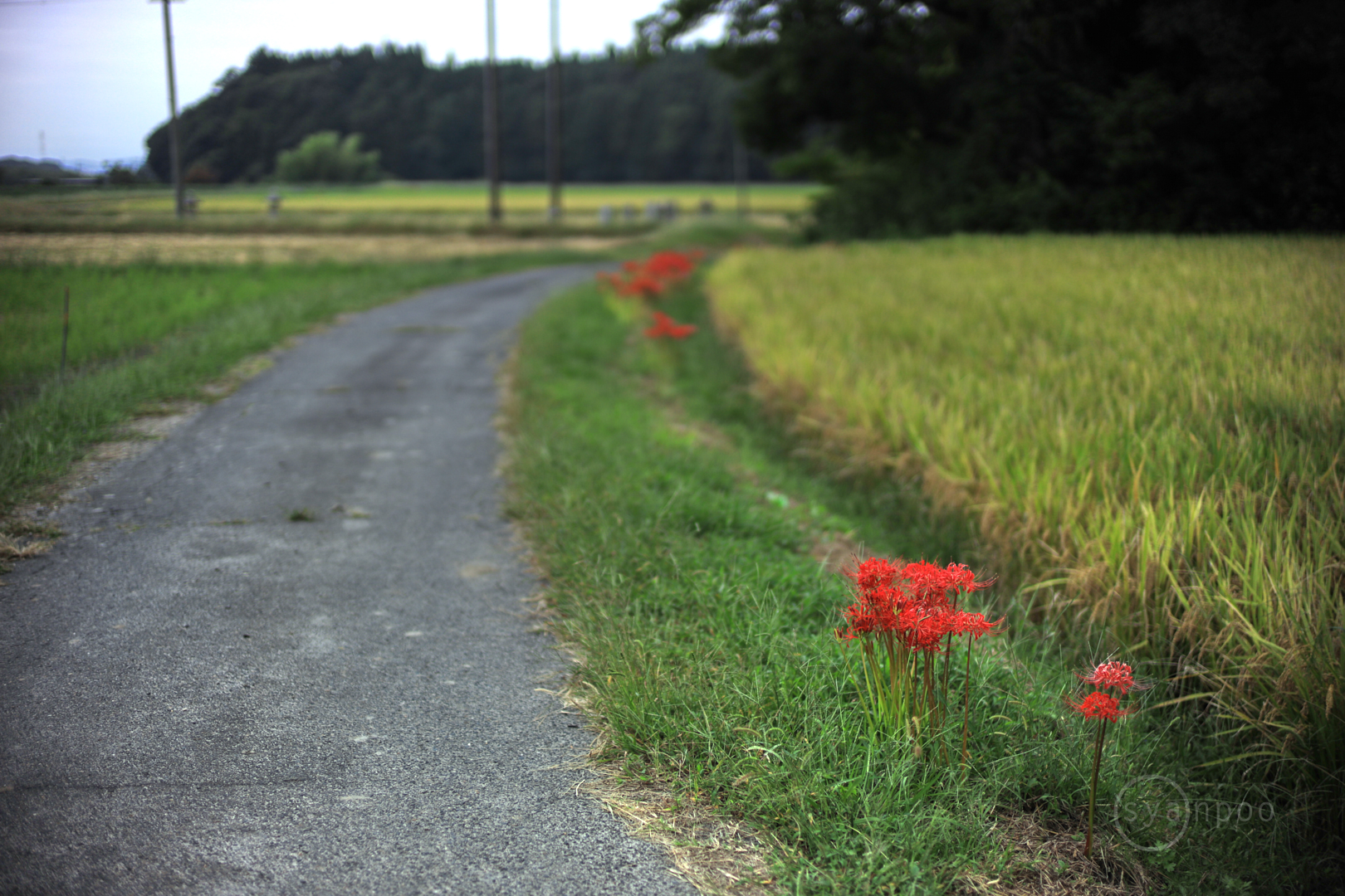 https://www.yaotomi.co.jp/blog/walk/IB5A1268%2C50%20mm%2CF1%2Ciso100%28JPEG%29.jpg