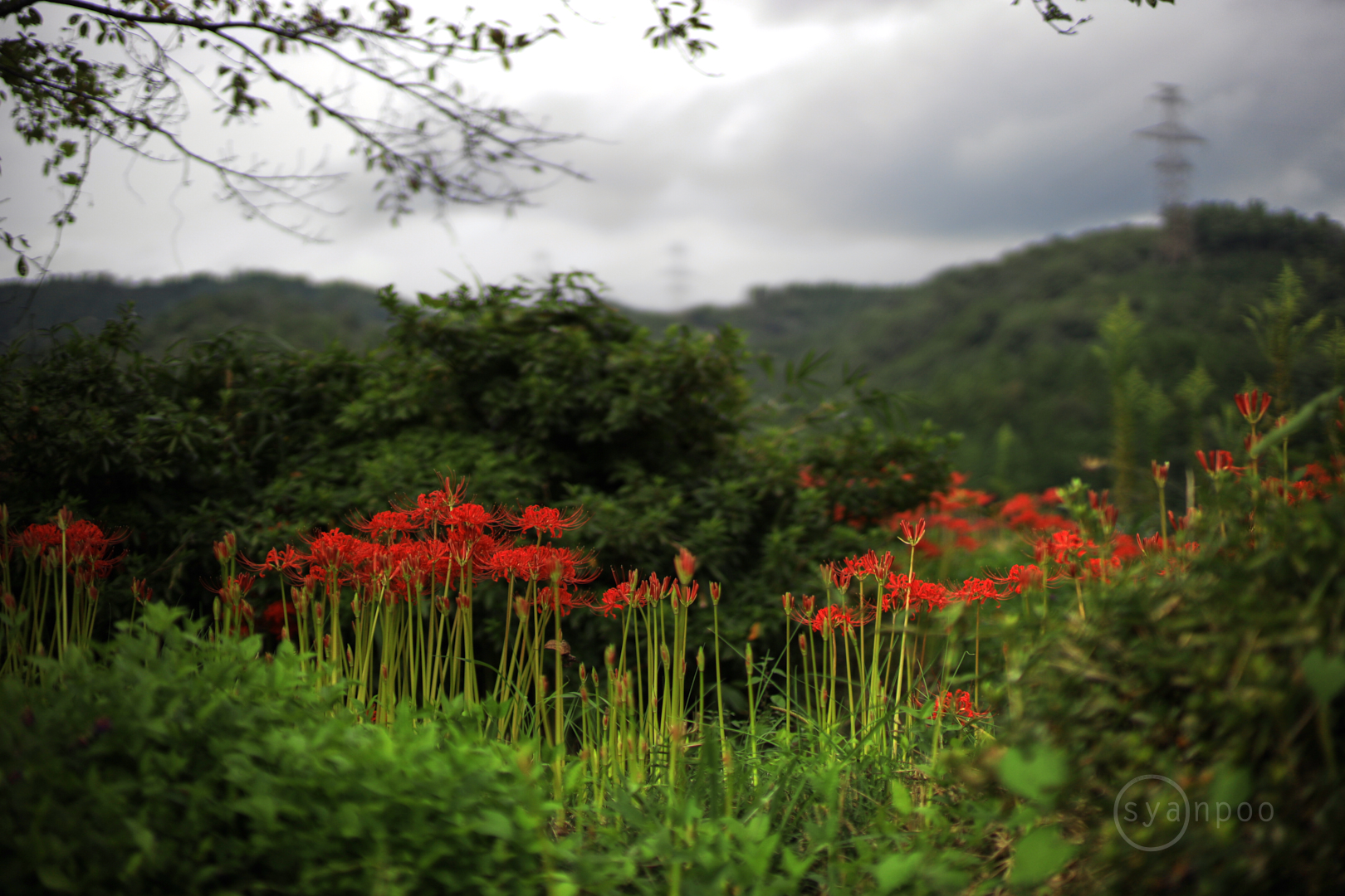 https://www.yaotomi.co.jp/blog/walk/IB5A2488%2C50%20mm%2CF1%2Ciso100%28JPEG%29%201.jpg