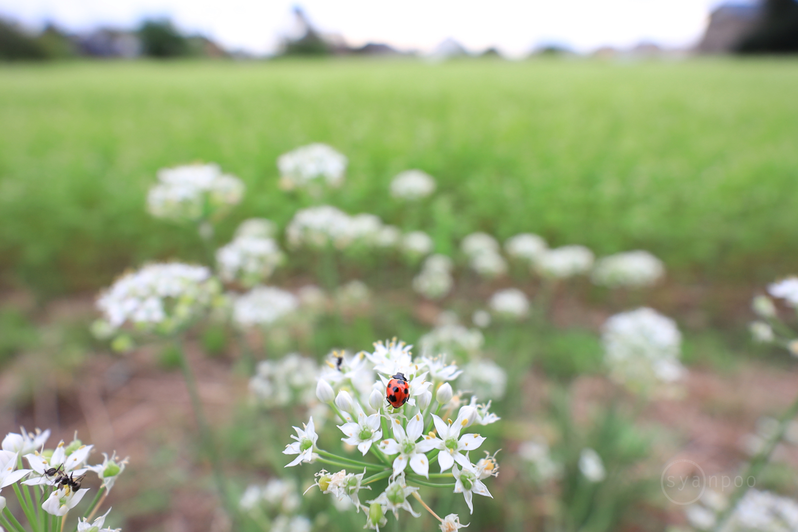 https://www.yaotomi.co.jp/blog/walk/IMG_0447%2C10%20mm%2CF2.8%2C1-200%20%E7%A7%92%2Ciso100%28JPEG%29.jpg