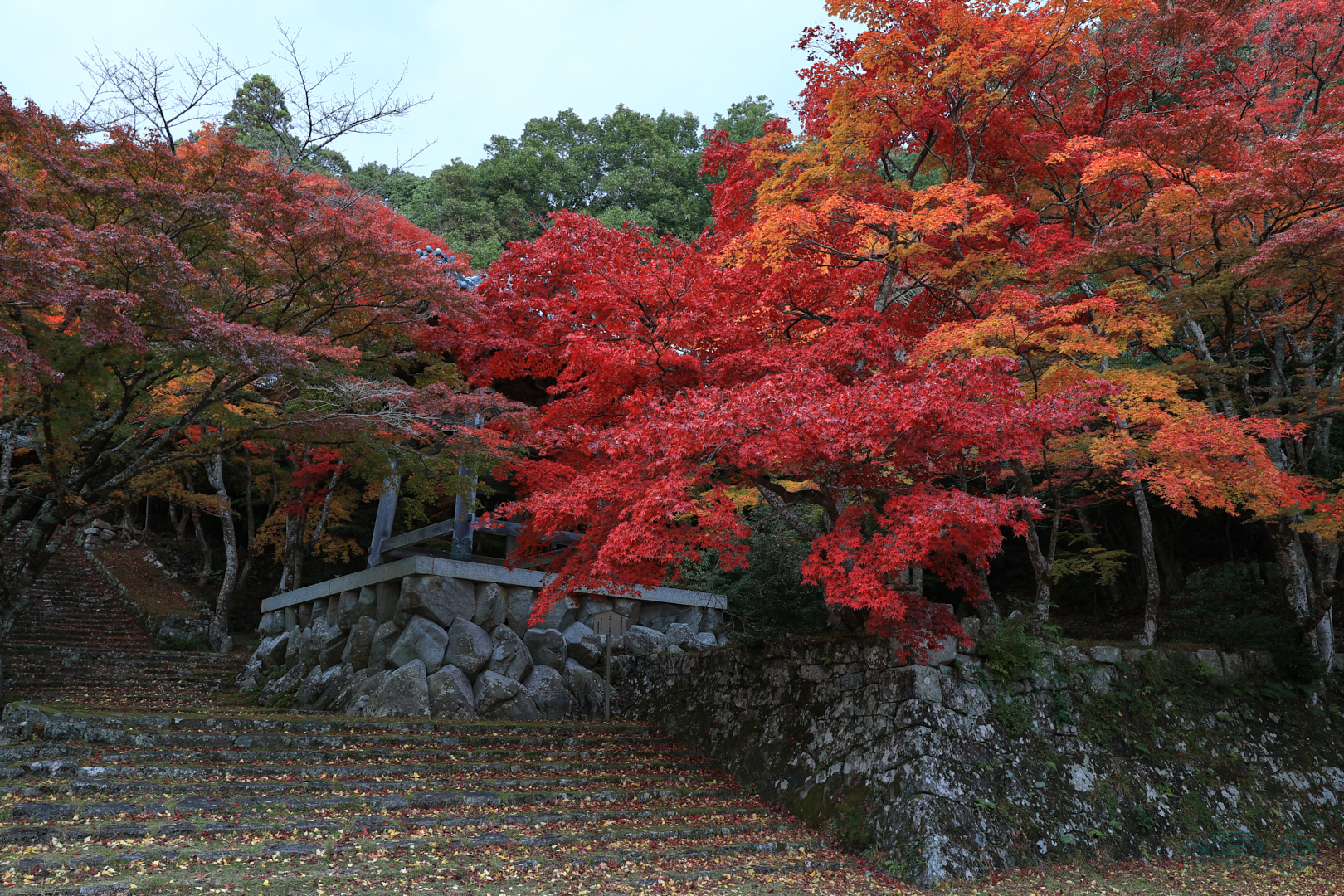 https://www.yaotomi.co.jp/blog/walk/IMG_0465%2C16%20mm%2CF7.1%2C0.4%20%E7%A7%92%2Ciso100%28JPEG%29.jpg