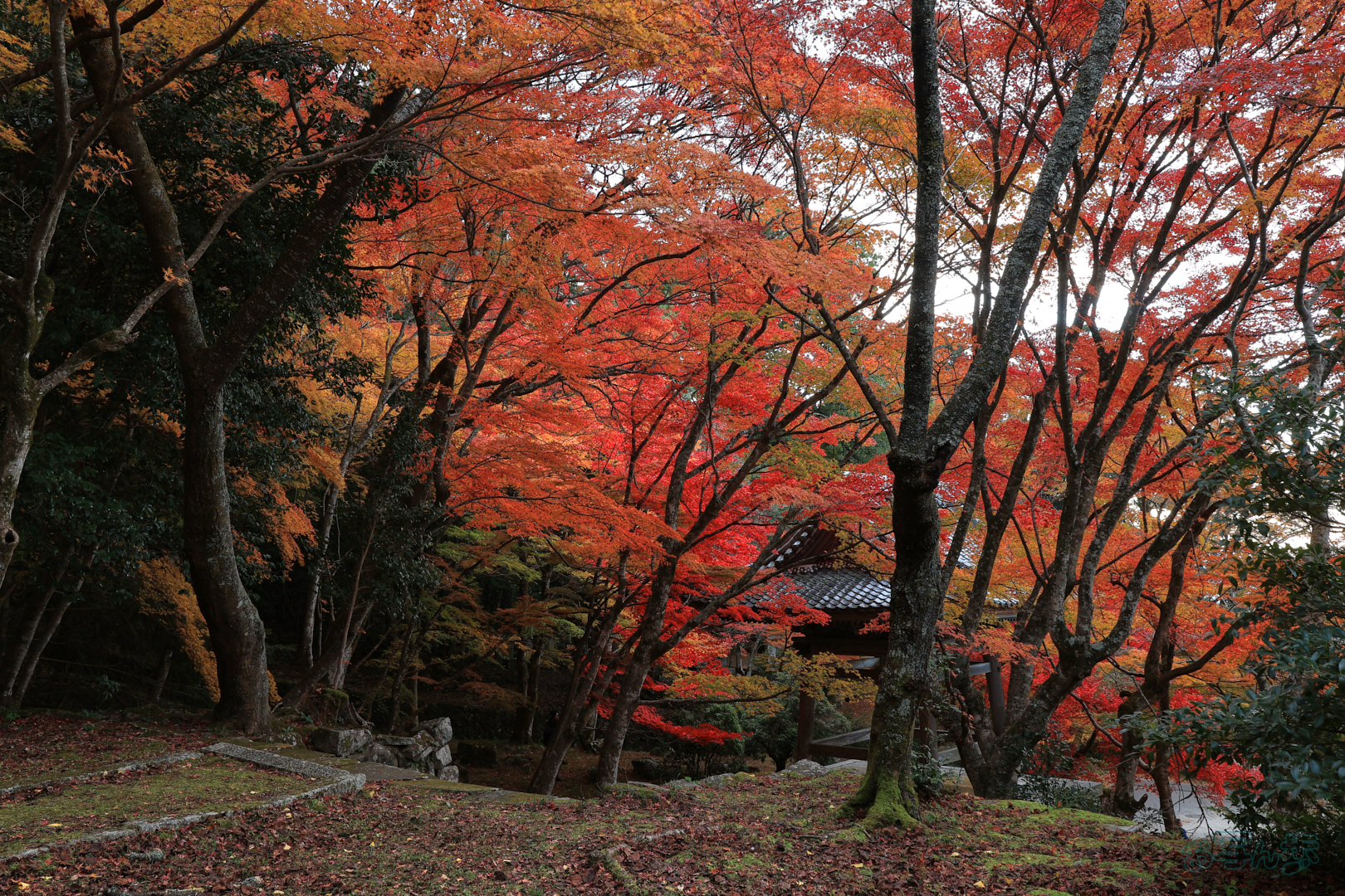 https://www.yaotomi.co.jp/blog/walk/IMG_0609%2C20%20mm%2CF7.1%2C1-4%20%E7%A7%92%2Ciso100%28JPEG%29.jpg