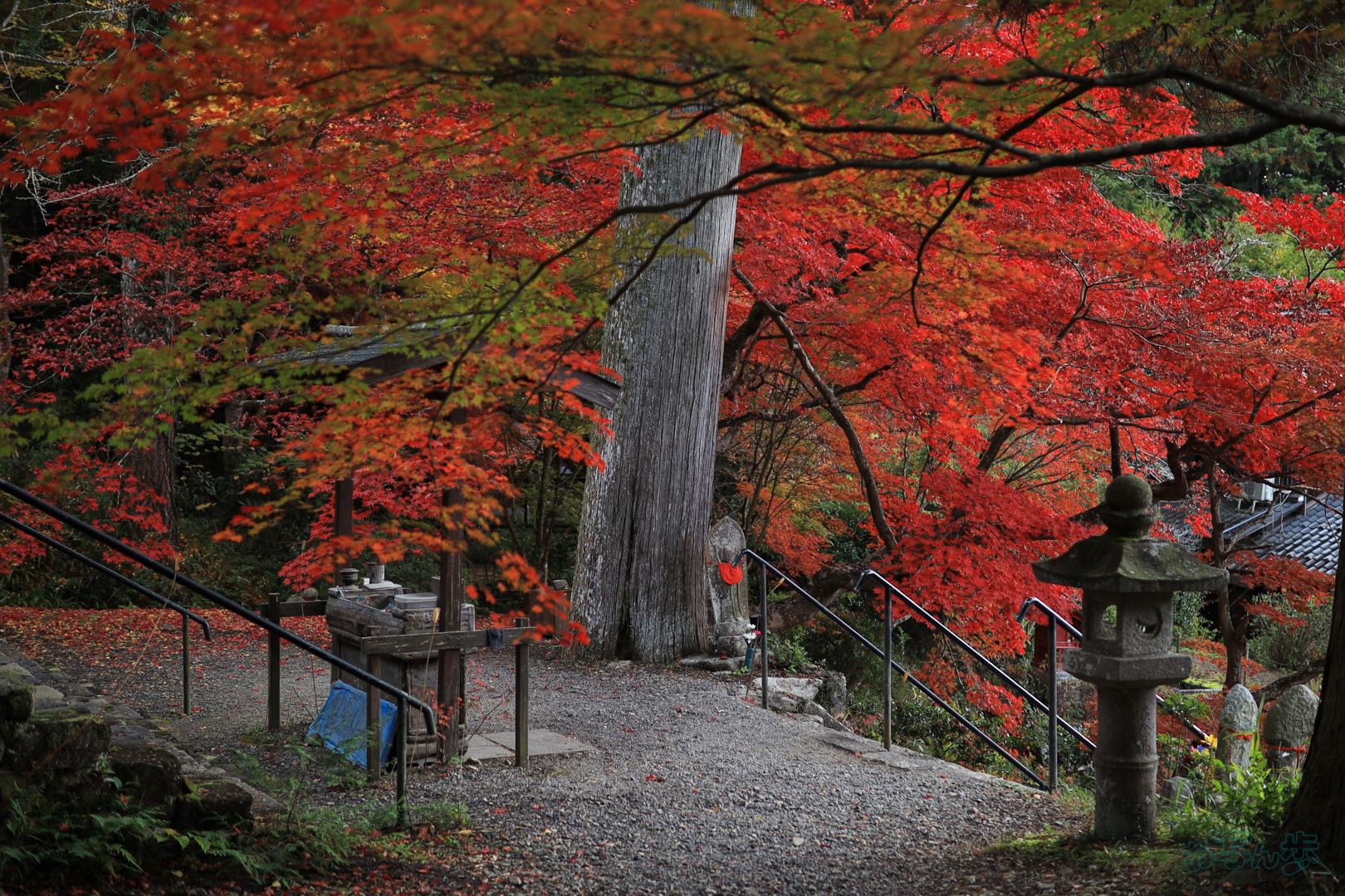 https://www.yaotomi.co.jp/blog/walk/IMG_0818%2C30%20mm%2CF1.4%2C1-800%20%E7%A7%92%2Ciso100%28JPEG%29.jpg