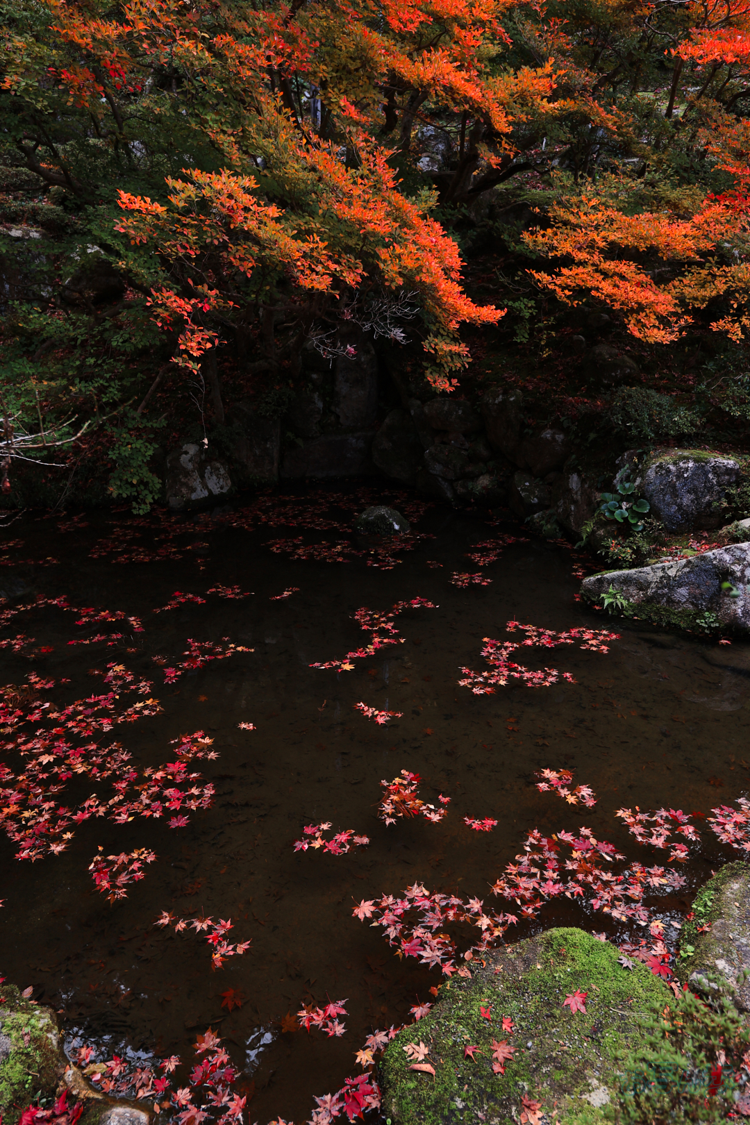 https://www.yaotomi.co.jp/blog/walk/IMG_1205%2C15%20mm%2CF2.8%2C1-80%20%E7%A7%92%2Ciso100%28JPEG%29.jpg