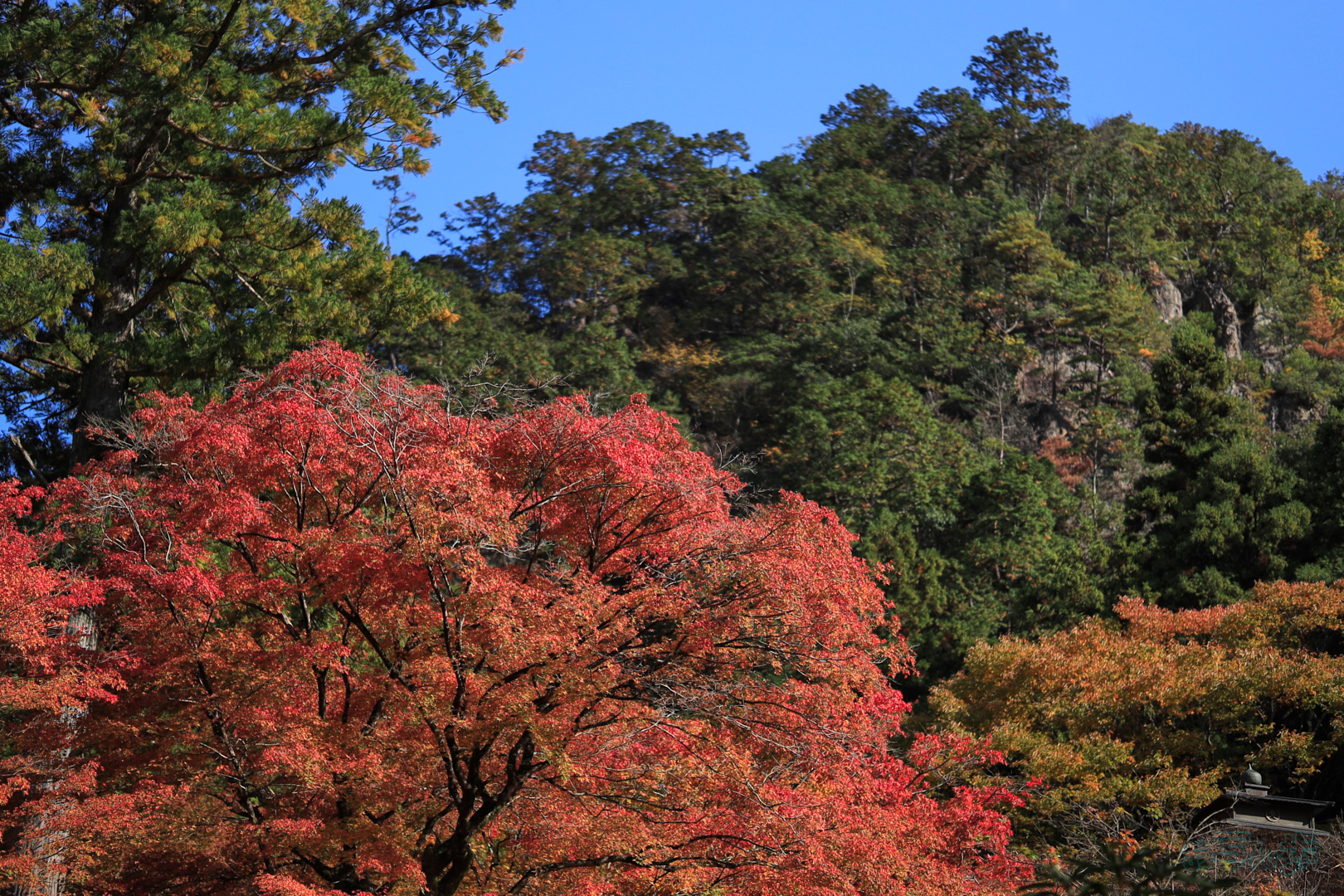 https://www.yaotomi.co.jp/blog/walk/IMG_1929%2C56%20mm%2CF1.4%2C1-8000%20%E7%A7%92%2Ciso100%28JPEG%29.jpg