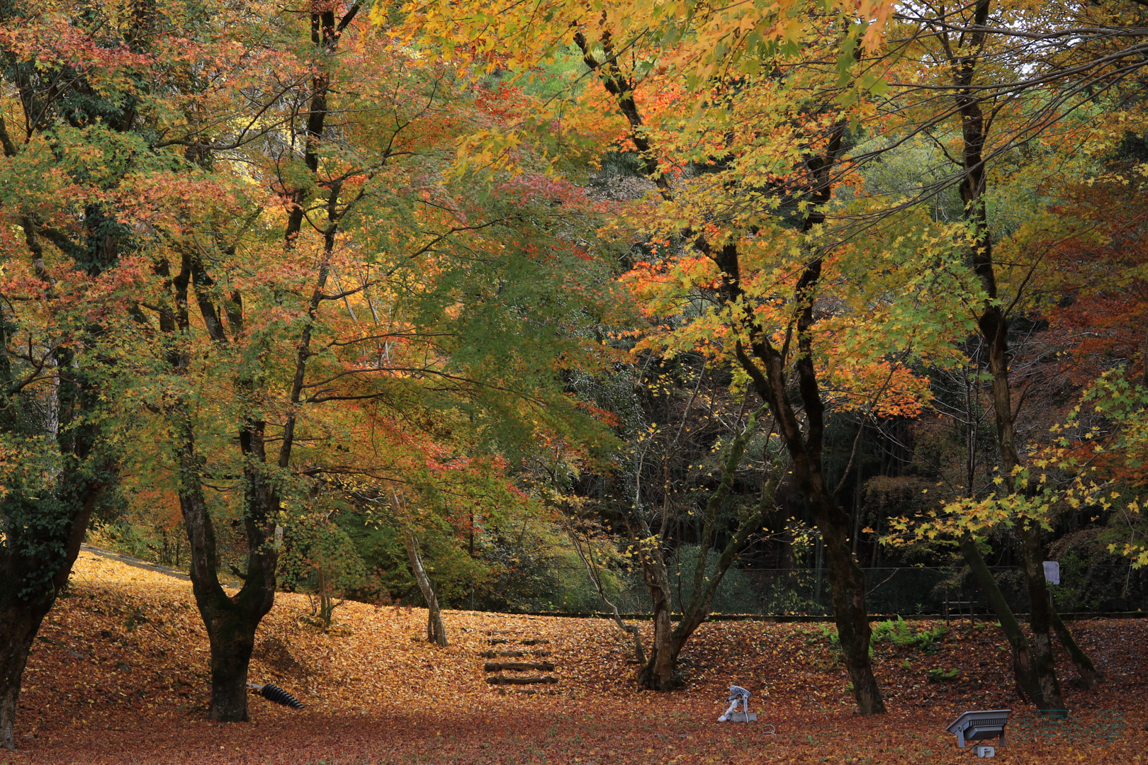 https://www.yaotomi.co.jp/blog/walk/IMG_2037%2C30%20mm%2CF9%2C1-80%20%E7%A7%92%2Ciso400%28JPEG%29.jpg