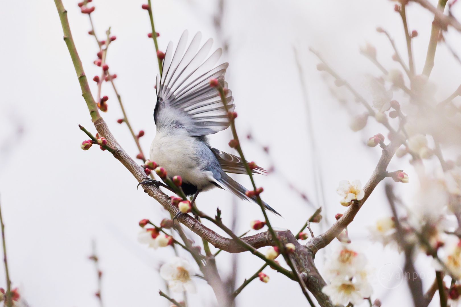 https://www.yaotomi.co.jp/blog/walk/P1002291%2C500%20mm%2CF7.1%2Ciso6400%28JPEG%29.jpg