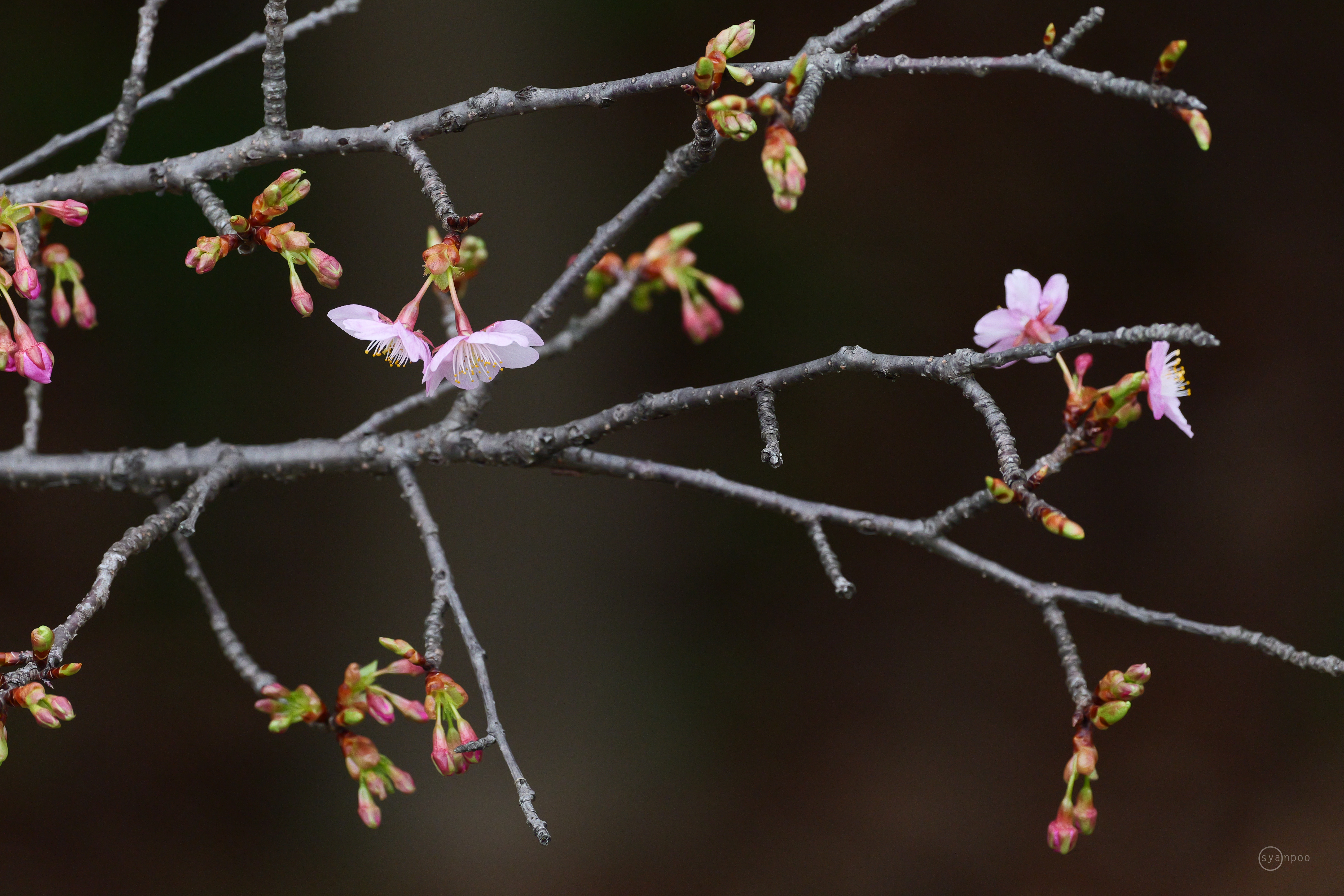 https://www.yaotomi.co.jp/blog/walk/P1002421%2C500%20mm%2CF7.1%2Ciso3200%28JPEG%29%20%282%29.jpg