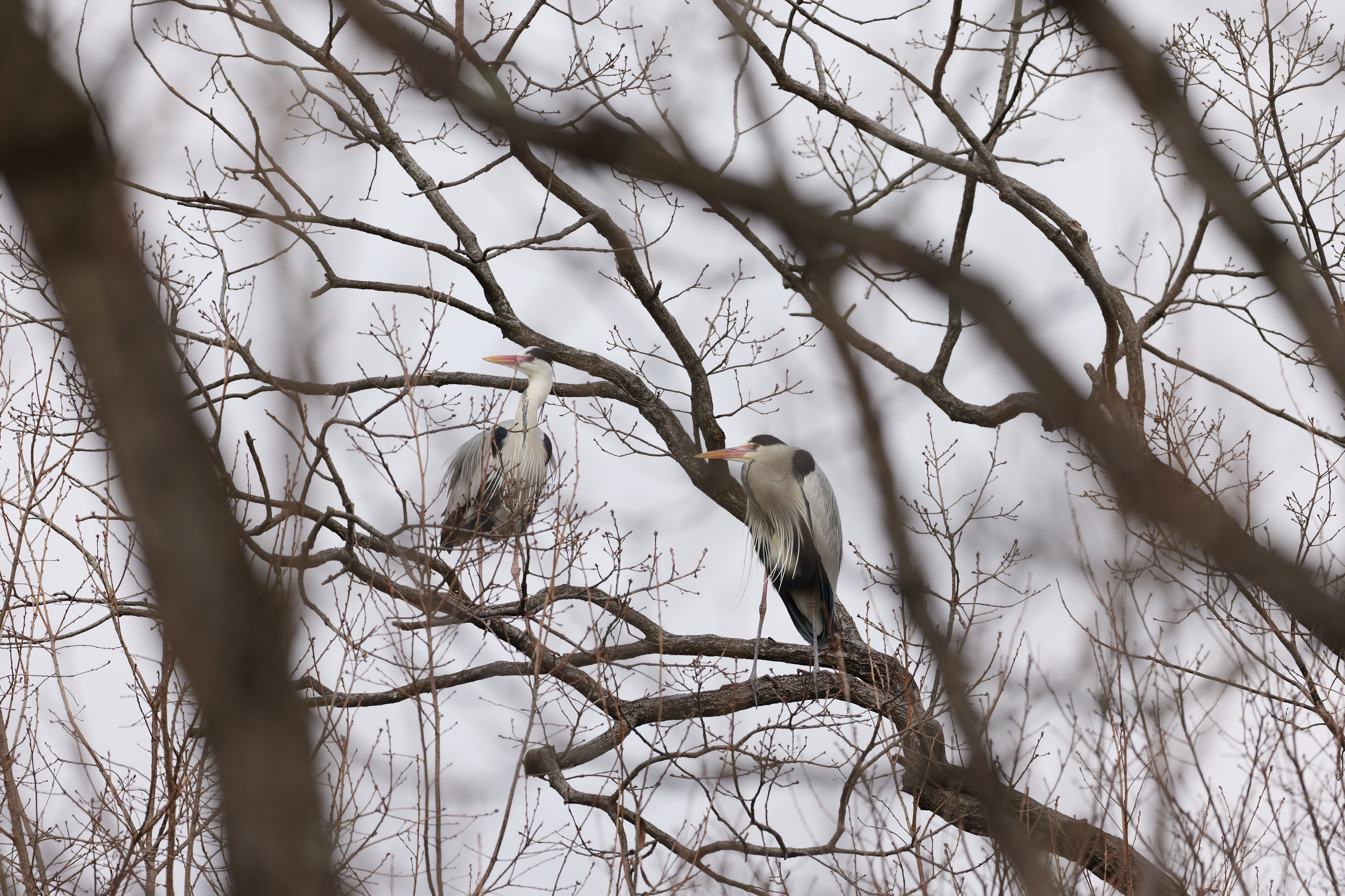 https://www.yaotomi.co.jp/blog/walk/P1002431%2C500%20mm%2CF6.3%2Ciso320%28JPEG%29%20%282%29.jpg