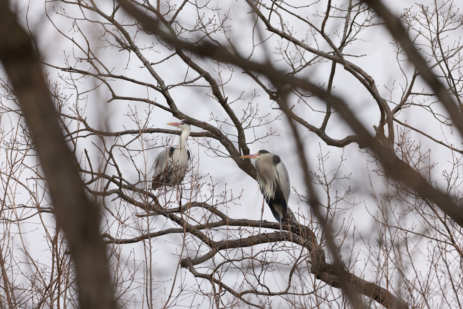 https://www.yaotomi.co.jp/blog/walk/P1002431%2C500%20mm%2CF6.3%2Ciso320%28JPEG%29.jpg