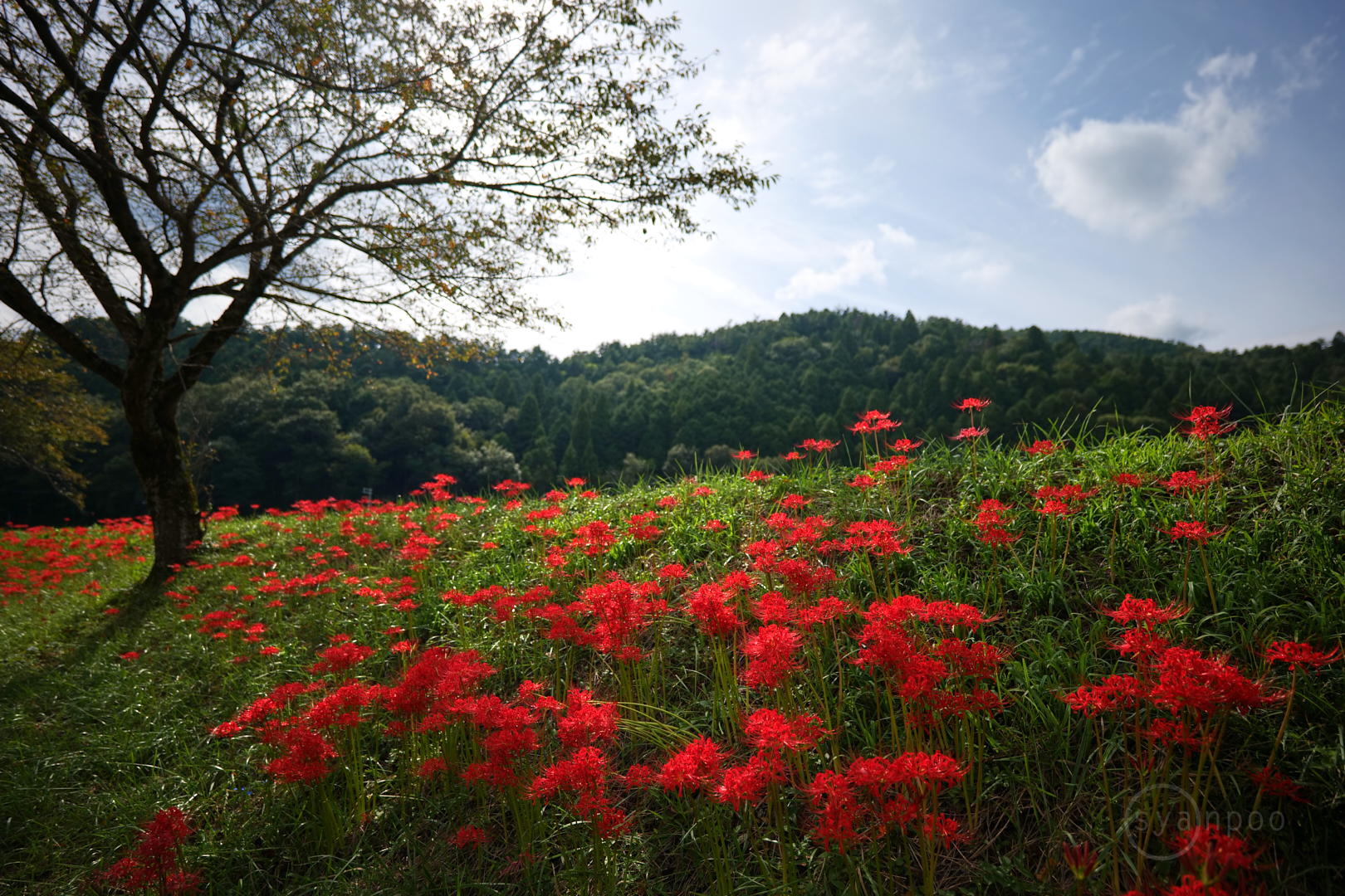 https://www.yaotomi.co.jp/blog/walk/P1011655%2C18%20mm%2CF1.8%2Ciso100%28JPEG%29.jpg