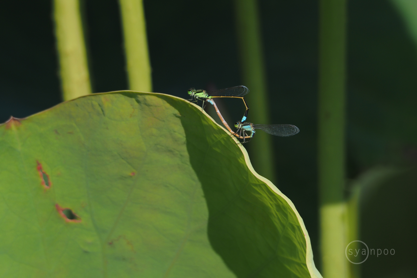 https://www.yaotomi.co.jp/blog/walk/P7220999%2C228%20mm%2CF8%2Ciso250%28JPEG%29.jpg