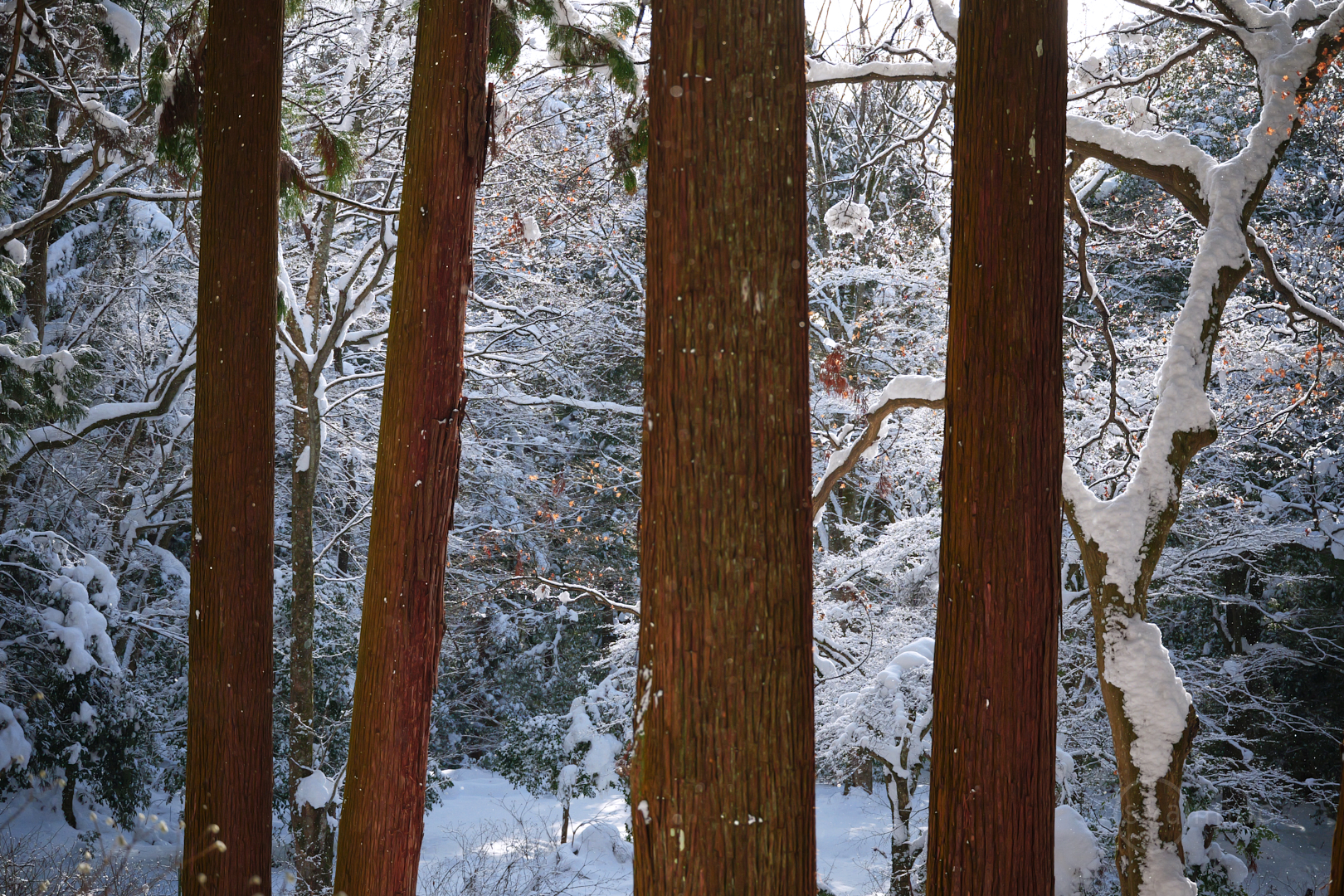 https://www.yaotomi.co.jp/blog/walk/PANA1862%2C70%20mm%2CF4.5%2Ciso2000%28JPEG%29.jpg