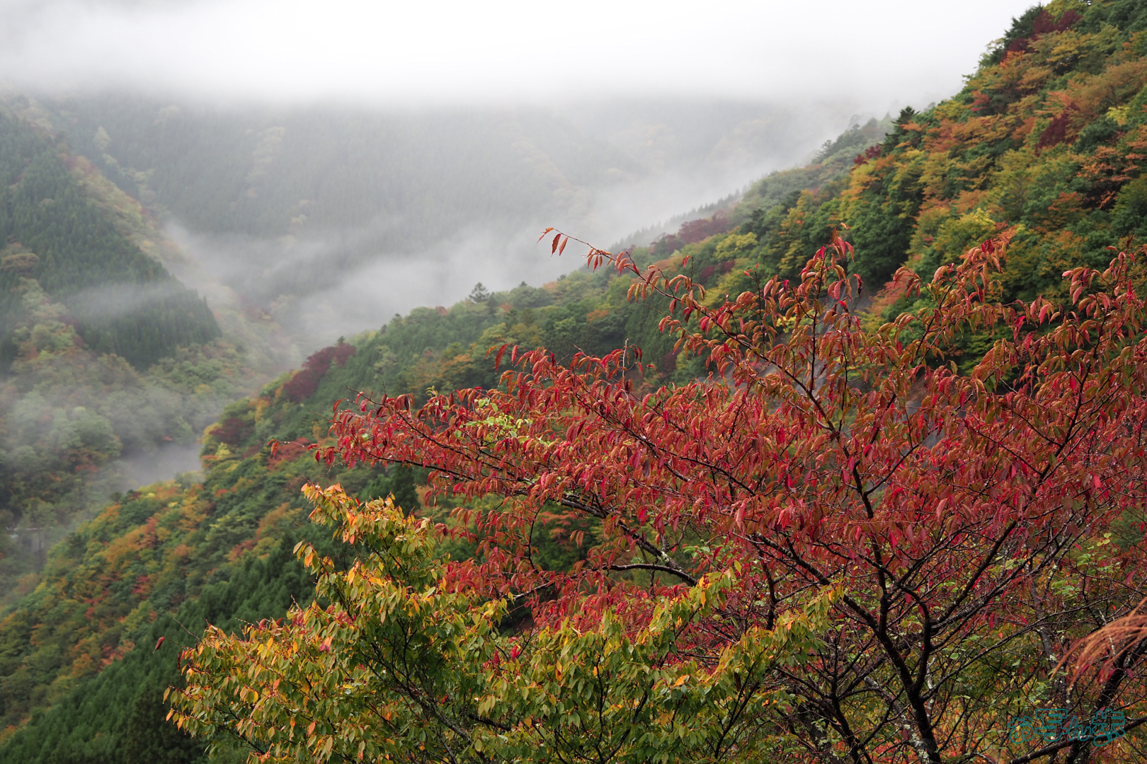 https://www.yaotomi.co.jp/blog/walk/PB020135%2C30%20mm%2CF4%2C1-50%20%E7%A7%92%2Ciso200%28JPEG%29.jpg