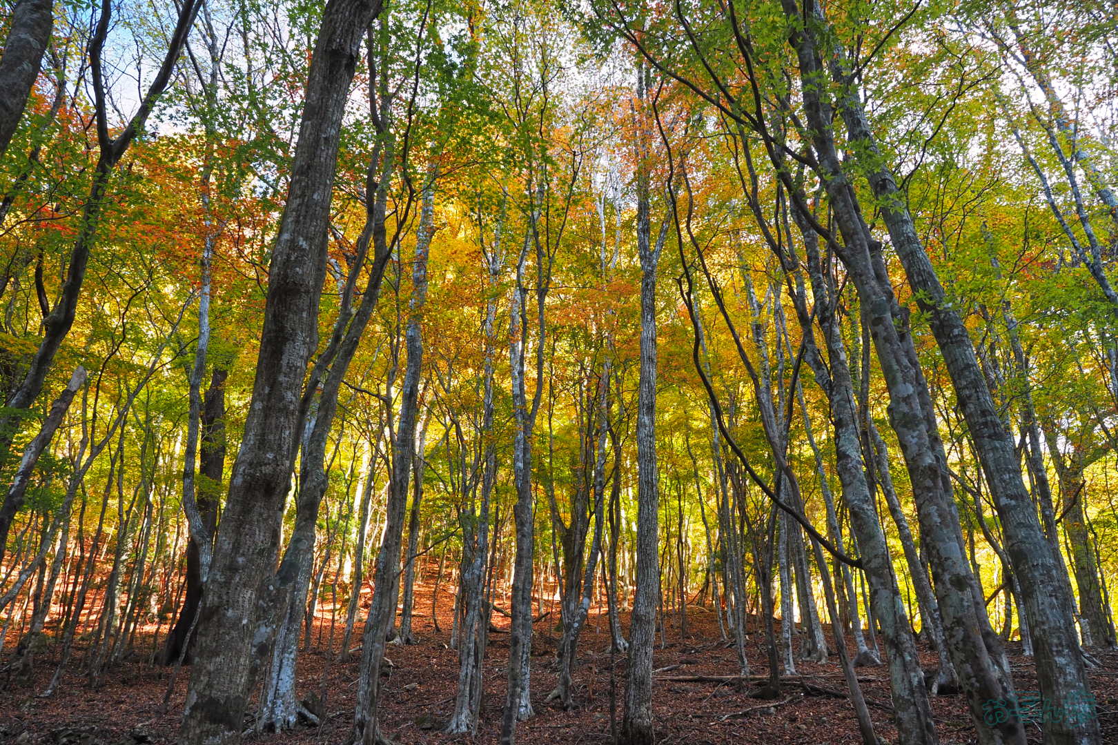 https://www.yaotomi.co.jp/blog/walk/PB091174%2C12%20mm%2CF7.1%2C0.2%20%E7%A7%92%2Ciso200%28JPEG%29.jpg