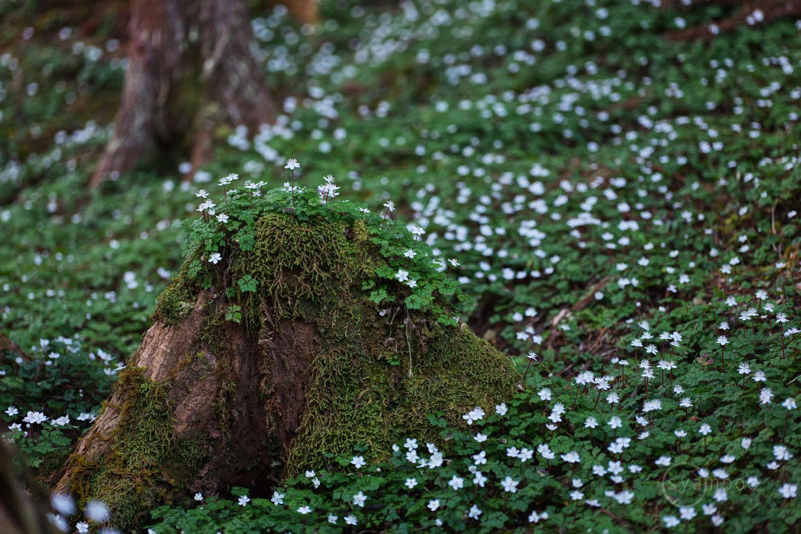 https://www.yaotomi.co.jp/blog/walk/PS525207%2C100%20mm%2CF2.8%2Ciso1250%28JPEG%29.jpg