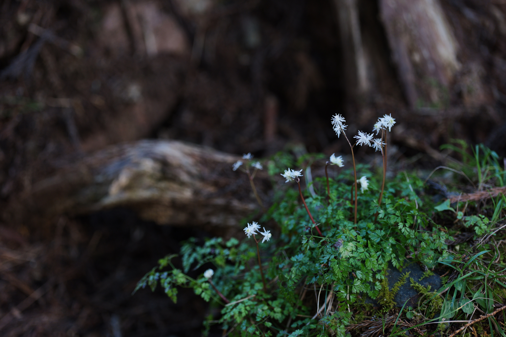 https://www.yaotomi.co.jp/blog/walk/PS525757%2C100%20mm%2CF2.8%2Ciso640%28JPEG%29.jpg