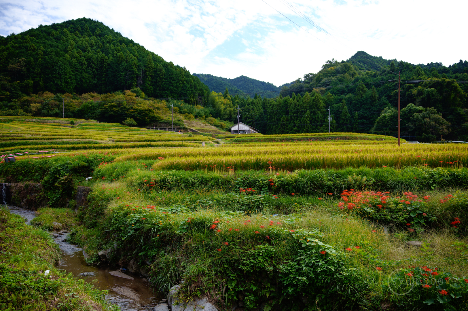 https://www.yaotomi.co.jp/blog/walk/SDIM0147%2C28%20mm%2CF2.8%2C1-250%20%E7%A7%92%2Ciso100%28JPEG%29.jpg