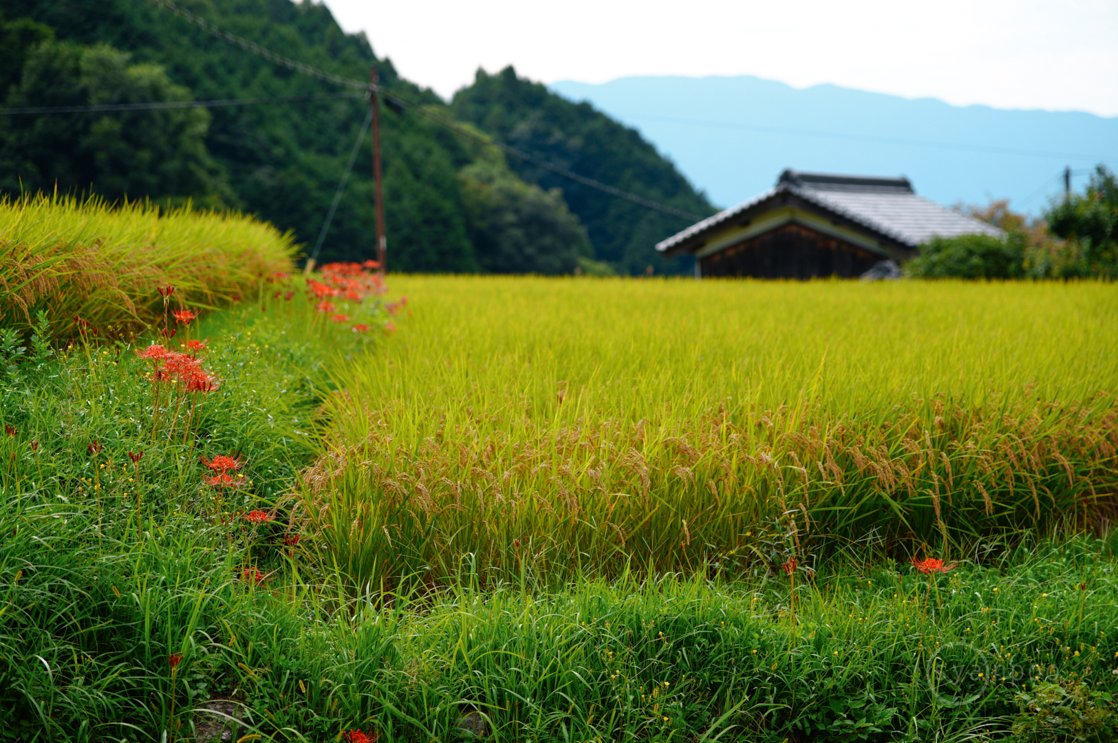 https://www.yaotomi.co.jp/blog/walk/SDIM0183%2C105%20mm%2CF3.5%2C1-250%20%E7%A7%92%2Ciso100%28JPEG%29%201.jpg