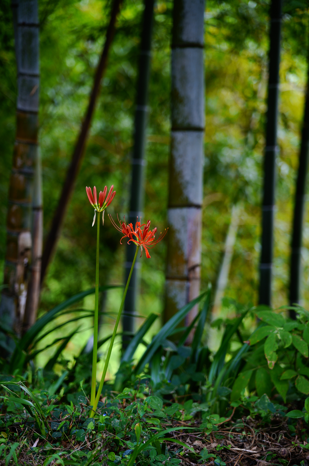 https://www.yaotomi.co.jp/blog/walk/SDIM0225%2C88%20mm%2CF2.8%2C1-80%20%E7%A7%92%2Ciso160%28JPEG%29.jpg