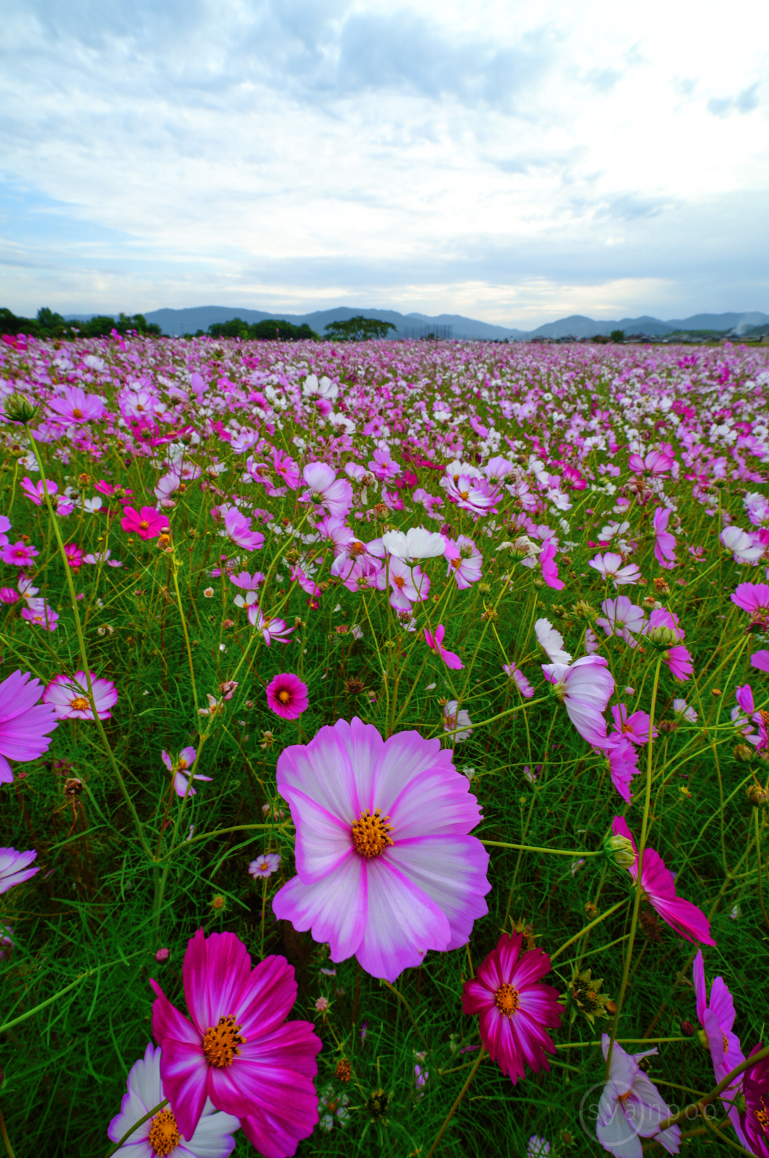 https://www.yaotomi.co.jp/blog/walk/SDIM0232%2C10%20mm%2CF13%2Ciso160%28JPEG%29.jpg