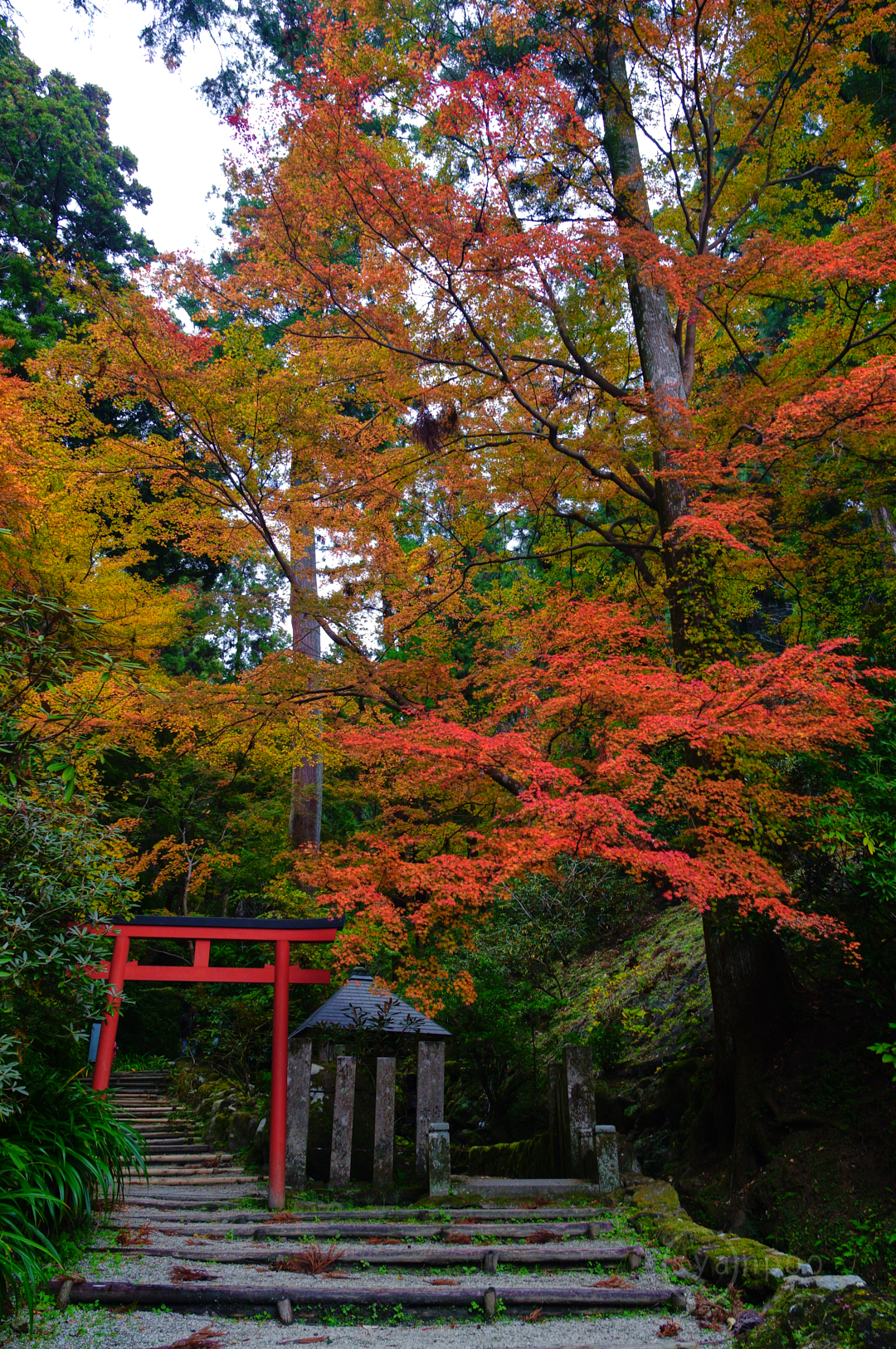 https://www.yaotomi.co.jp/blog/walk/SDIM0258%2C19%20mm%2CF5.6%2Ciso200%28JPEG%29.jpg