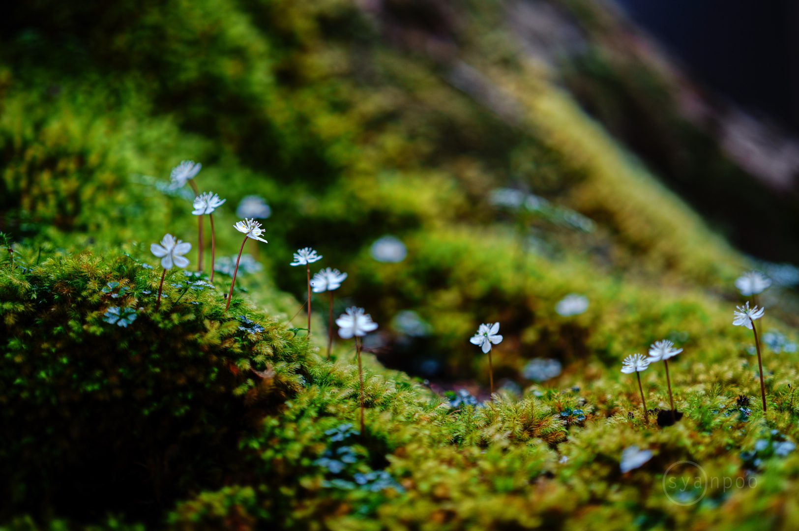 https://www.yaotomi.co.jp/blog/walk/SDIM0367%2C50%20mm%2CF1.4%2Ciso100%28JPEG%29.jpg