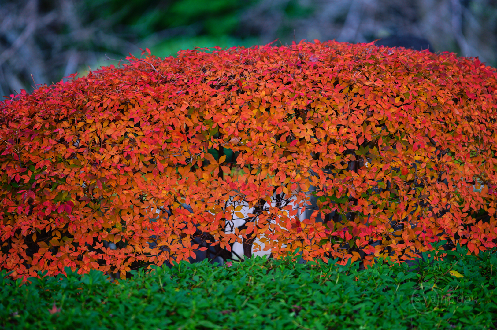 https://www.yaotomi.co.jp/blog/walk/SDIM0404%2C153%20mm%2CF2.8%2Ciso200%28JPEG%29.jpg