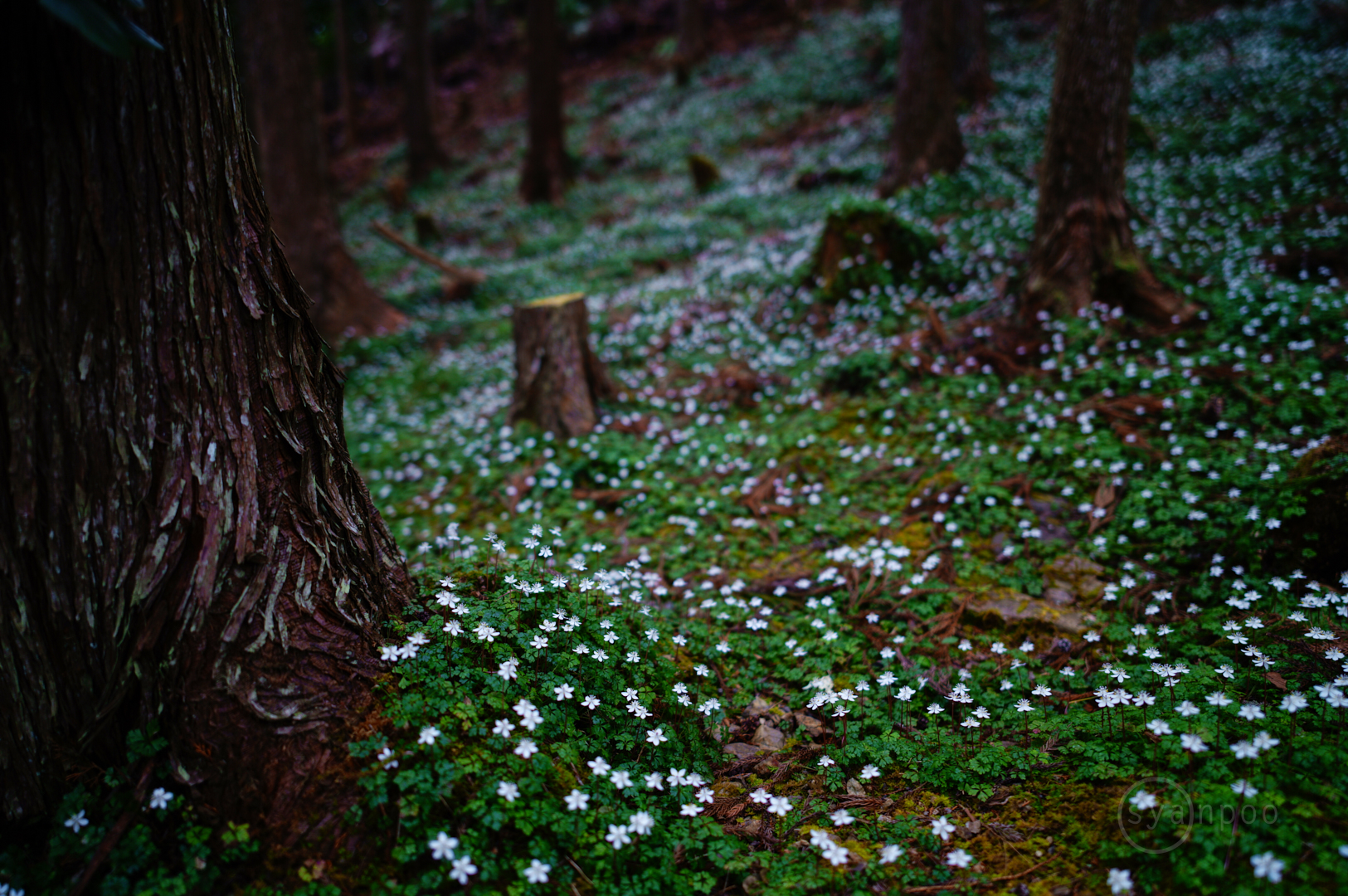 https://www.yaotomi.co.jp/blog/walk/SDIM1030%2C24%20mm%2CF1.4%2Ciso100%28JPEG%29.jpg