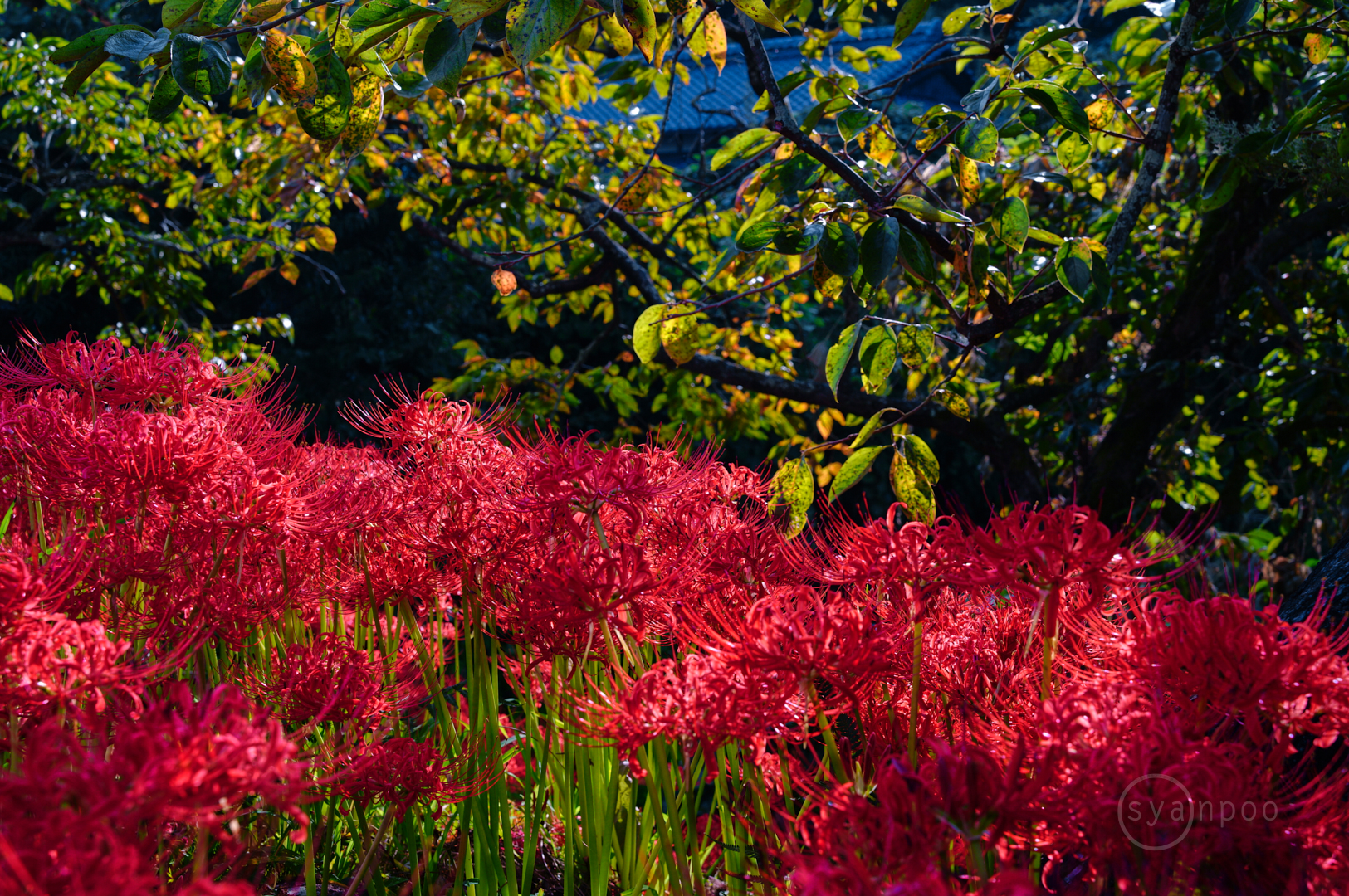 https://www.yaotomi.co.jp/blog/walk/SDIM1045%2C45%20mm%2CF8%2C1-40%20%E7%A7%92%2Ciso160%28JPEG%29.jpg