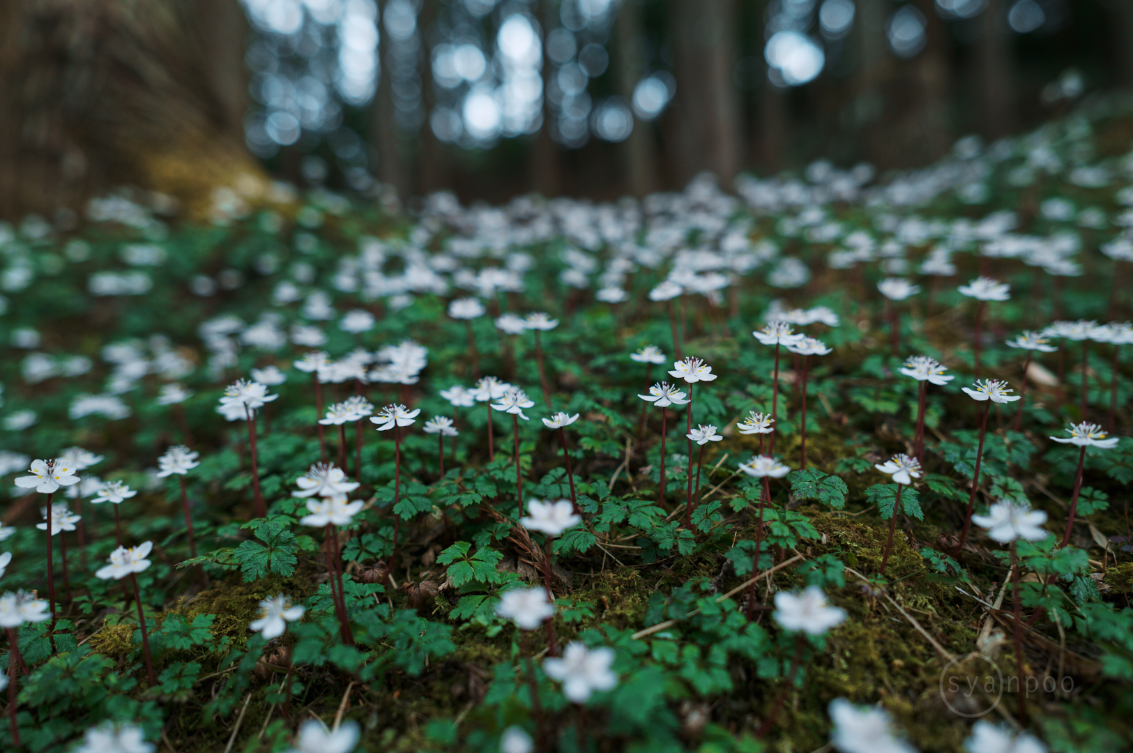 https://www.yaotomi.co.jp/blog/walk/SDIM1101%2C24%20mm%2CF2%2Ciso100%28JPEG%29.jpg