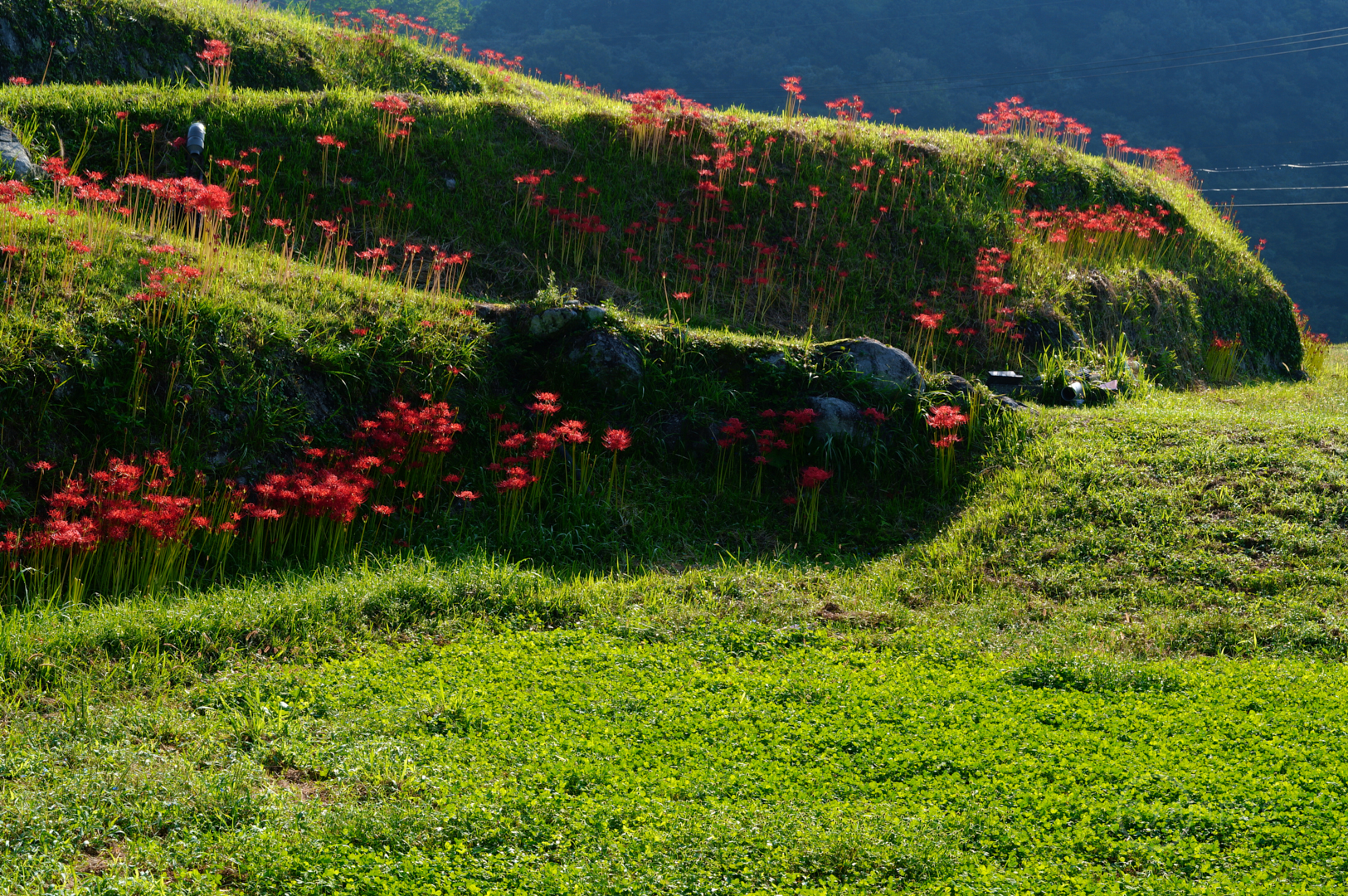 https://www.yaotomi.co.jp/blog/walk/SDIM1150%2C65%20mm%2CF18%2C1-60%20%E7%A7%92%2Ciso250%28JPEG%29.jpg