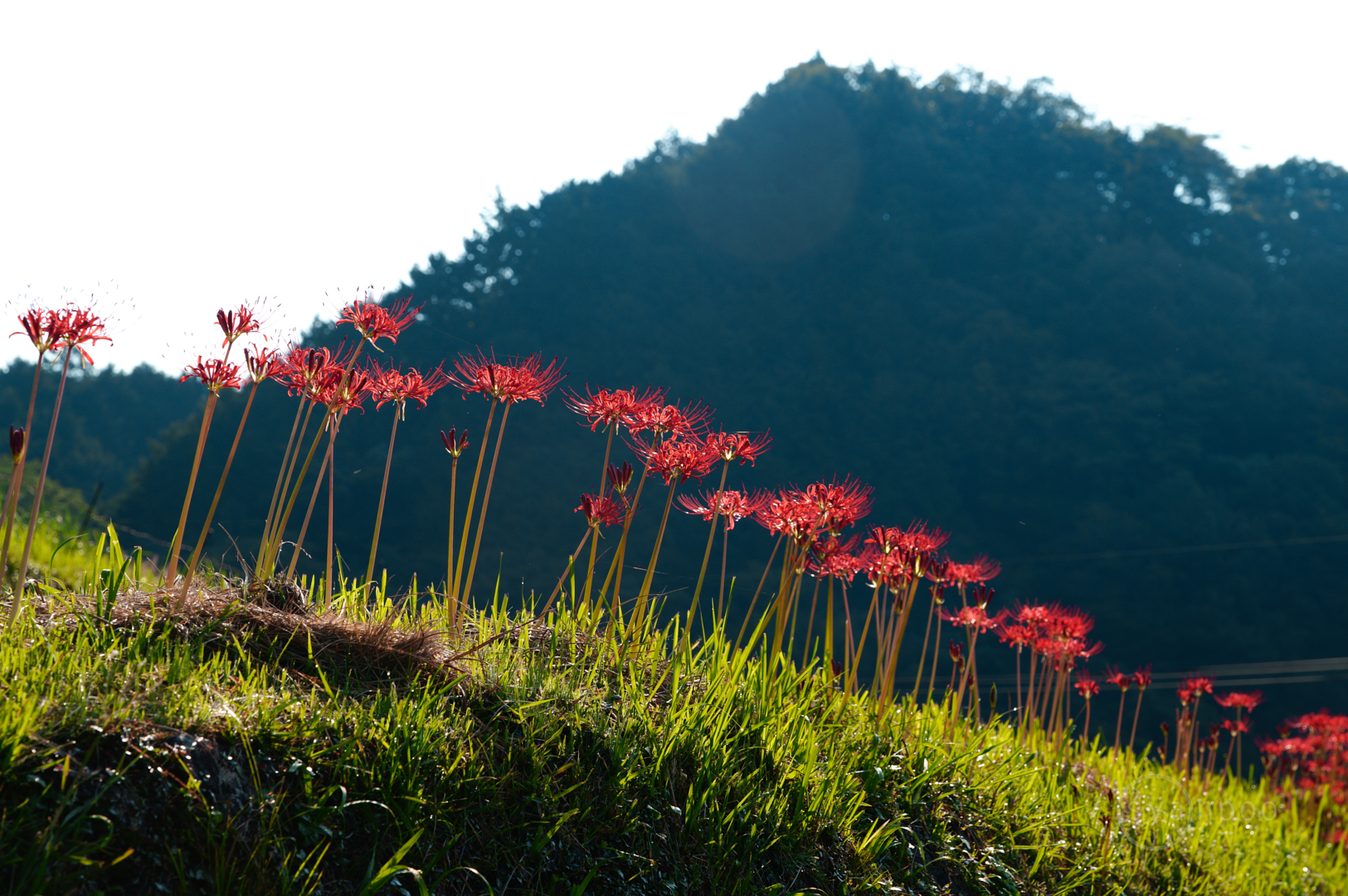 https://www.yaotomi.co.jp/blog/walk/SDIM1165%2C93%20mm%2CF9%2C1-100%20%E7%A7%92%2Ciso125%28JPEG%29.jpg