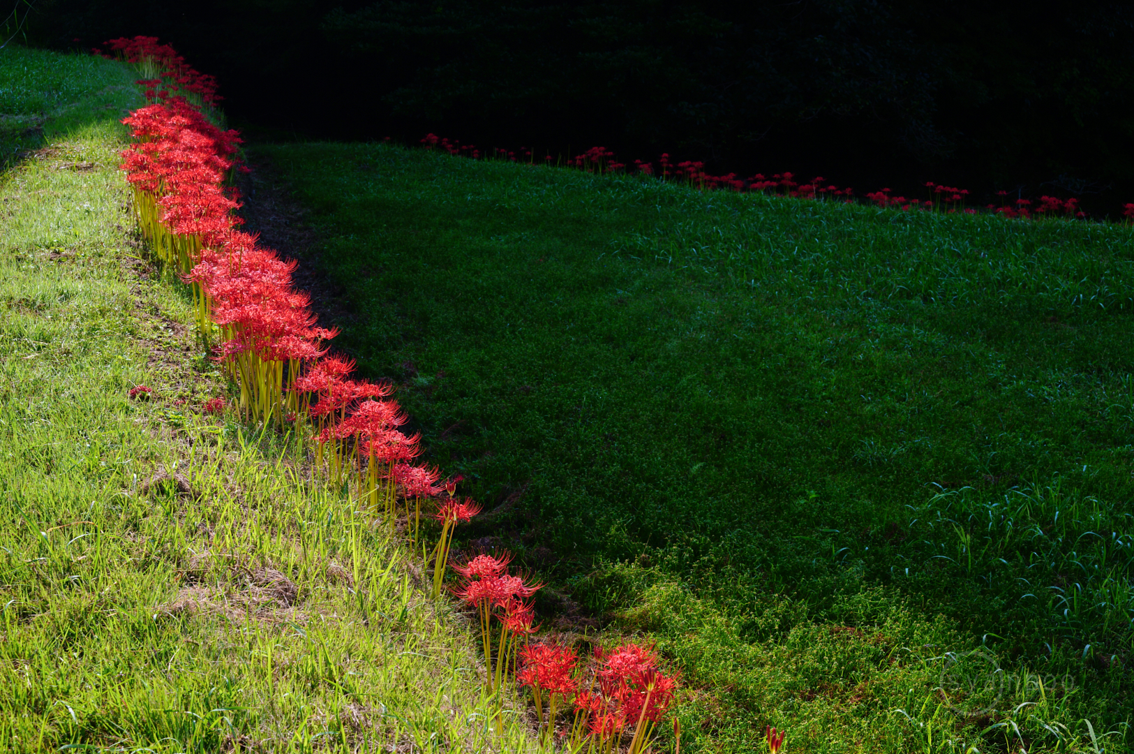 https://www.yaotomi.co.jp/blog/walk/SDIM1294%2C50%20mm%2CF10%2C1-50%20%E7%A7%92%2Ciso200%28JPEG%29.jpg