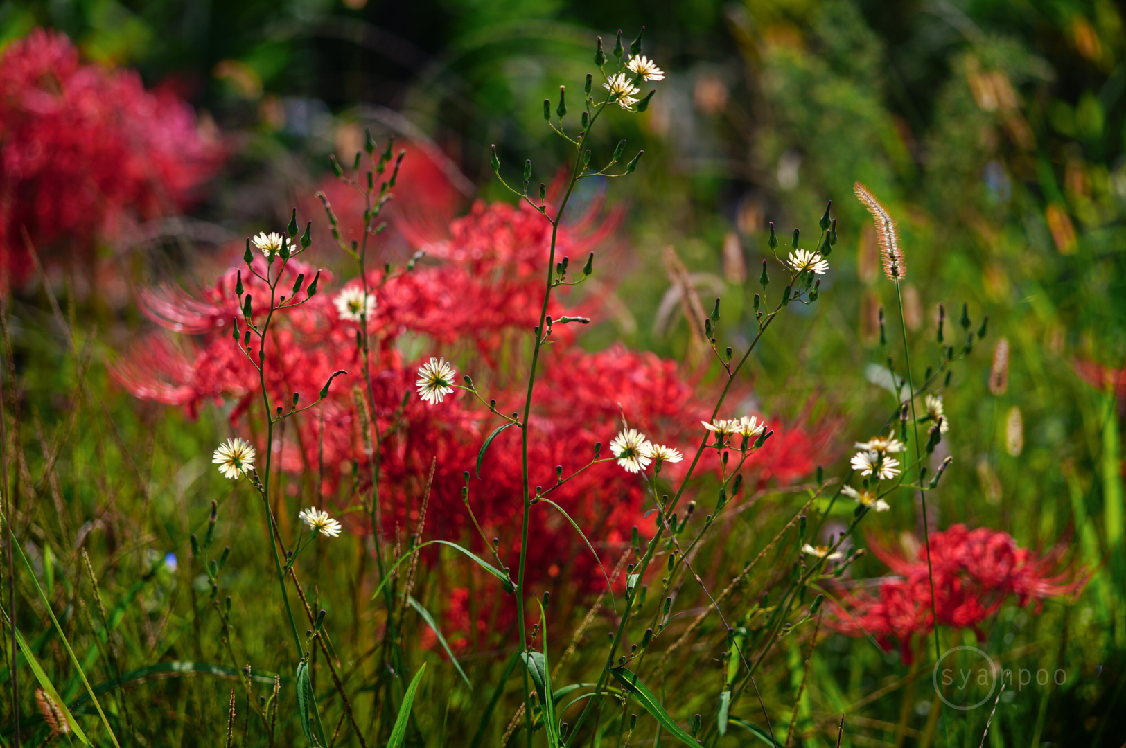 https://www.yaotomi.co.jp/blog/walk/SDIM1441%2C105%20mm%2CF2.8%2C1-500%20%E7%A7%92%2Ciso100%28JPEG%29.jpg