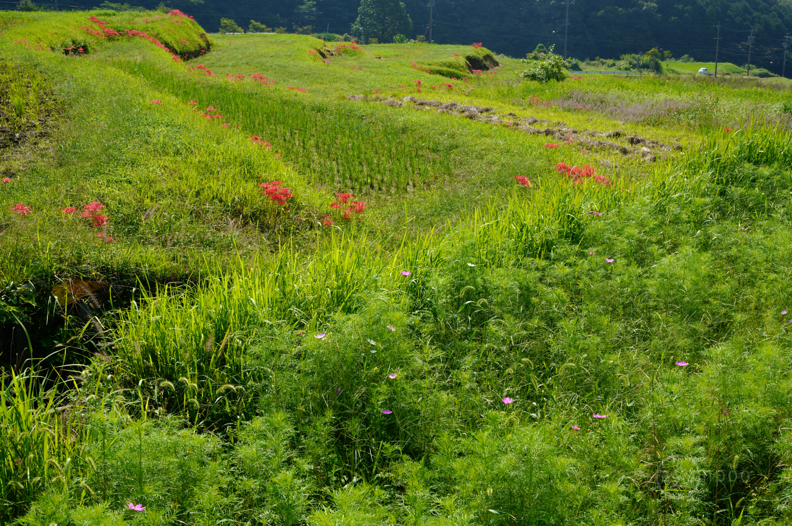 https://www.yaotomi.co.jp/blog/walk/SDIM1606%2C46%20mm%2CF18%2C1-50%20%E7%A7%92%2Ciso400%28JPEG%29.jpg