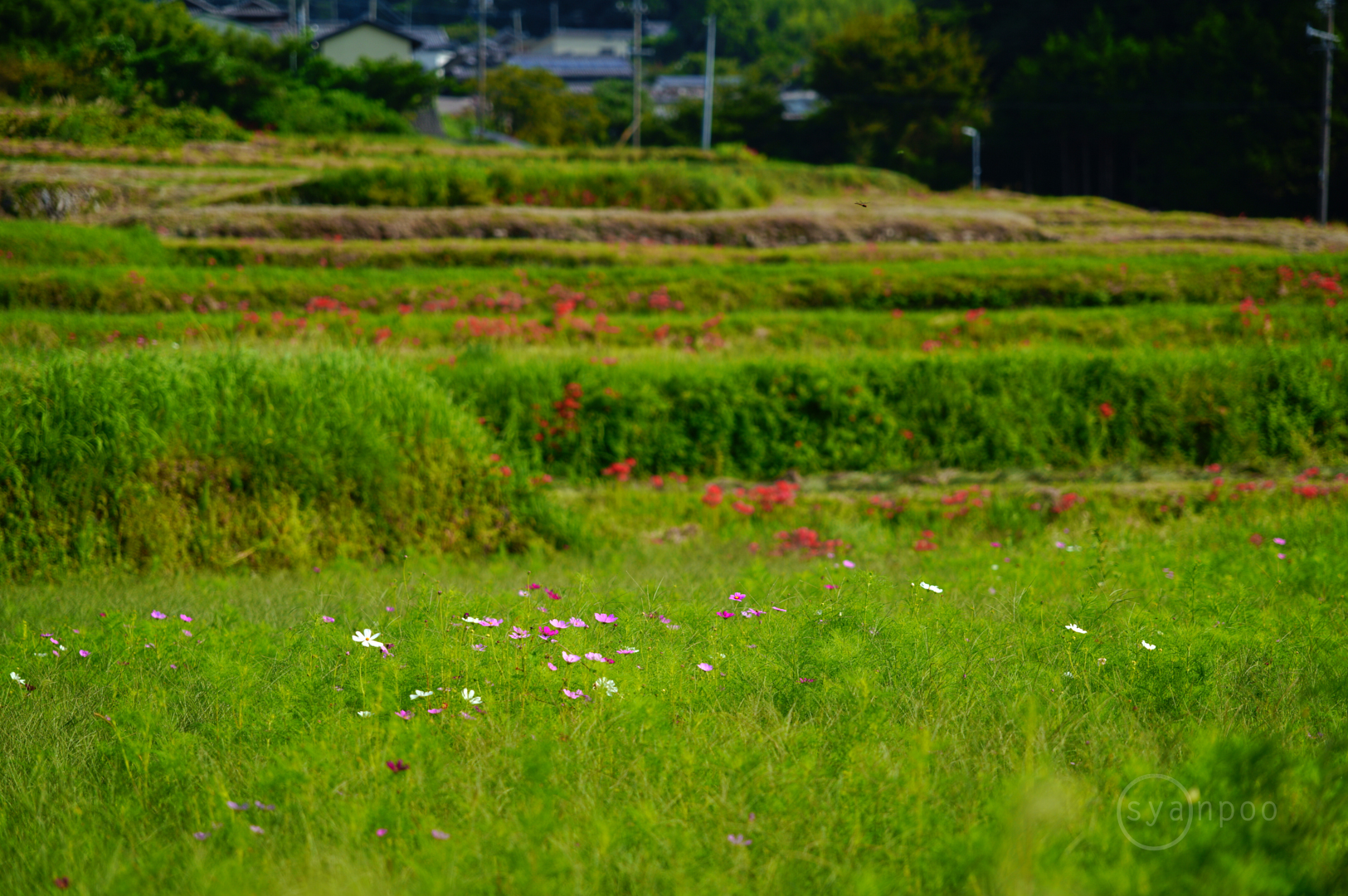 https://www.yaotomi.co.jp/blog/walk/SDIM1675%2C105%20mm%2CF2.8%2C1-500%20%E7%A7%92%2Ciso100%28JPEG%29.jpg