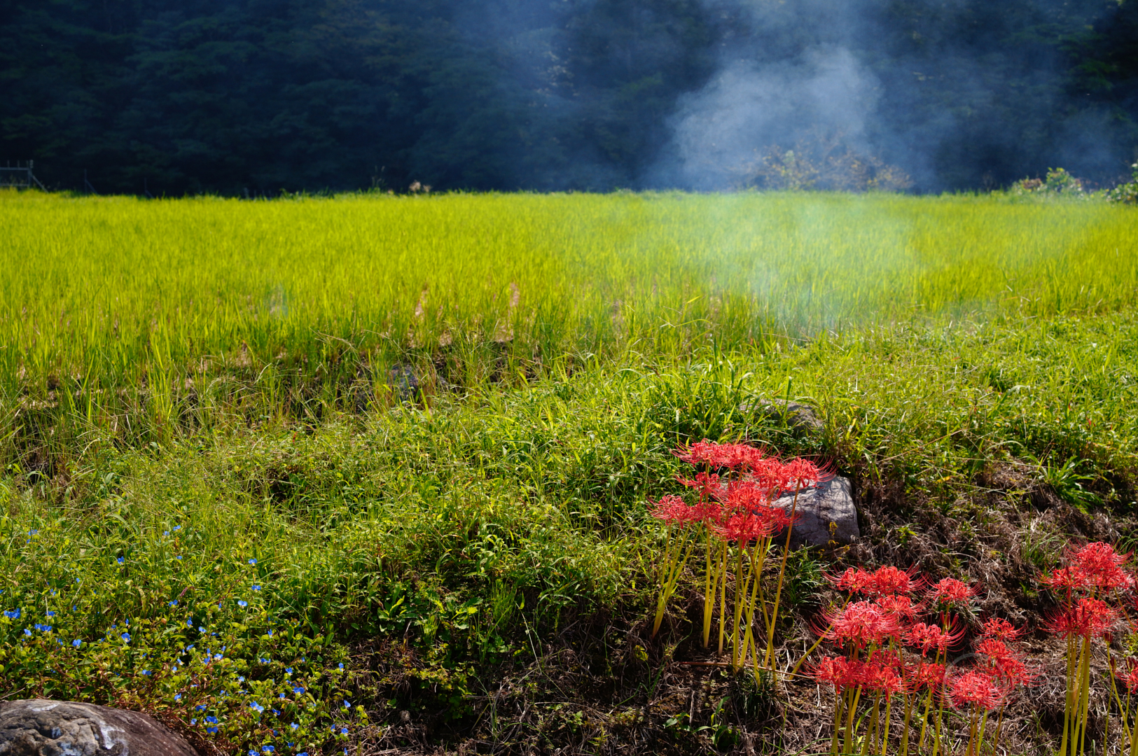 https://www.yaotomi.co.jp/blog/walk/SDIM1759%2C40%20mm%2CF5.7%2C1-640%20%E7%A7%92%2Ciso640%28JPEG%29.jpg