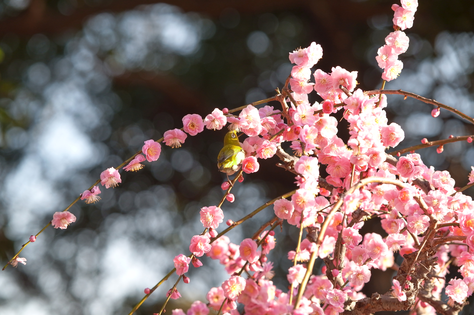 https://www.yaotomi.co.jp/blog/walk/SDIM2279%2C258%20mm%2CF8%2Ciso800%28JPEG%29.jpg