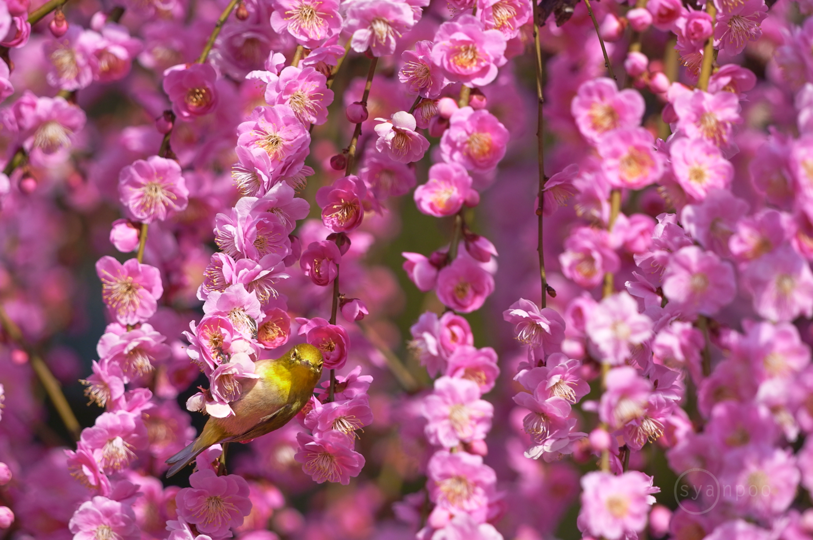 https://www.yaotomi.co.jp/blog/walk/SDIM2612%2C468%20mm%2CF7.1%2Ciso400%28JPEG%29.jpg