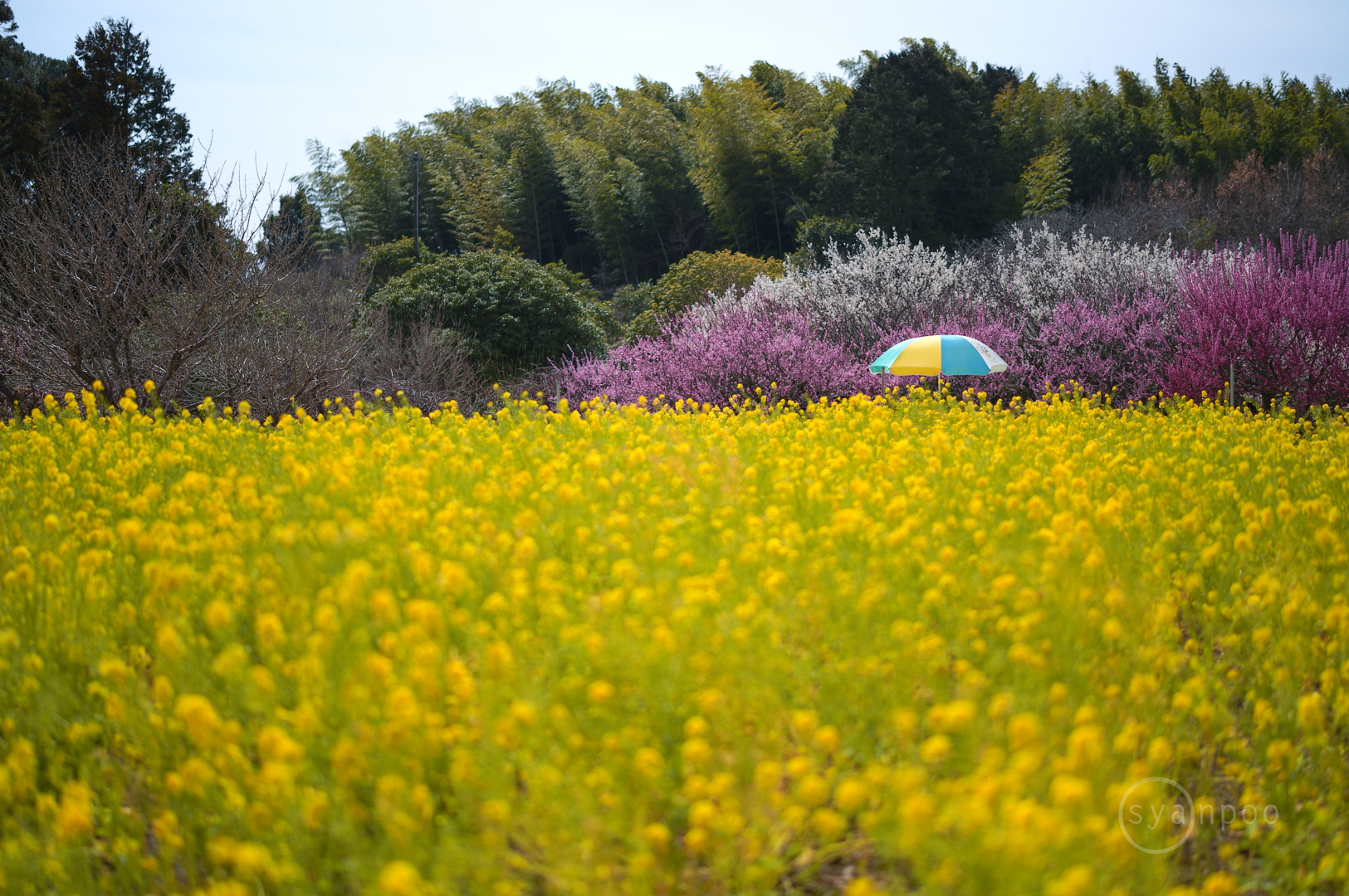 https://www.yaotomi.co.jp/blog/walk/SDIM2926%2C50%20mm%2CF1.4%2Ciso100%28JPEG%29.jpg