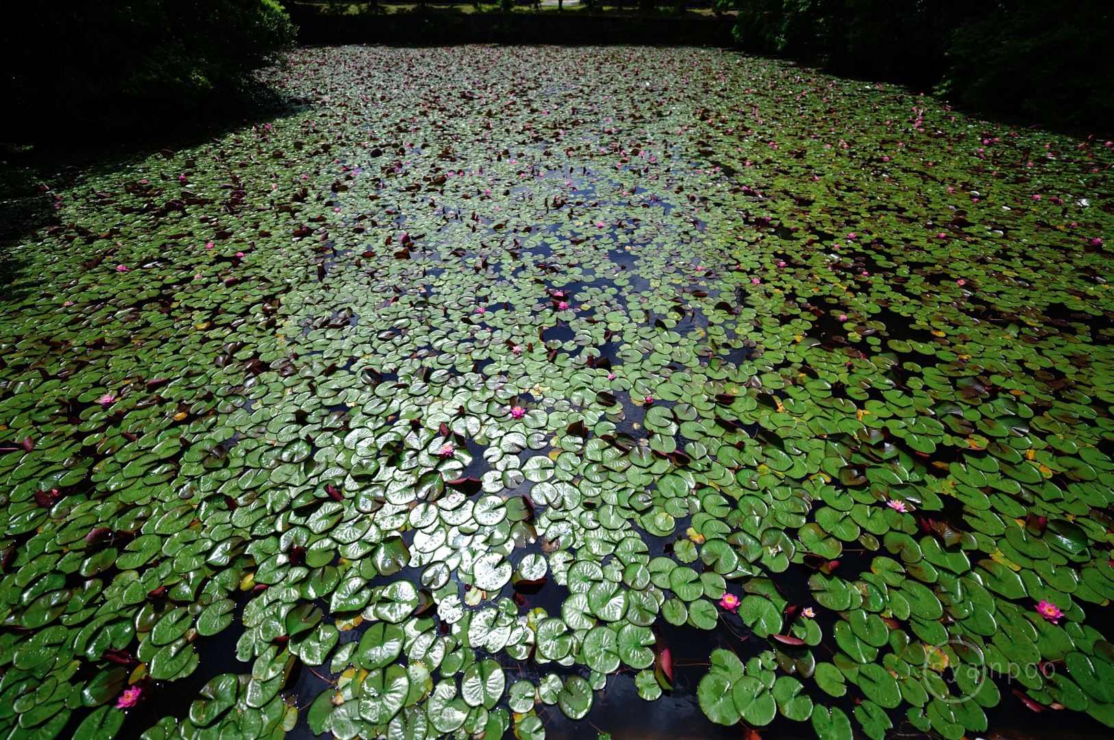 https://www.yaotomi.co.jp/blog/walk/SDIM3474%2C14%20mm%2CF1.4%2Ciso100%28JPEG%29.jpg