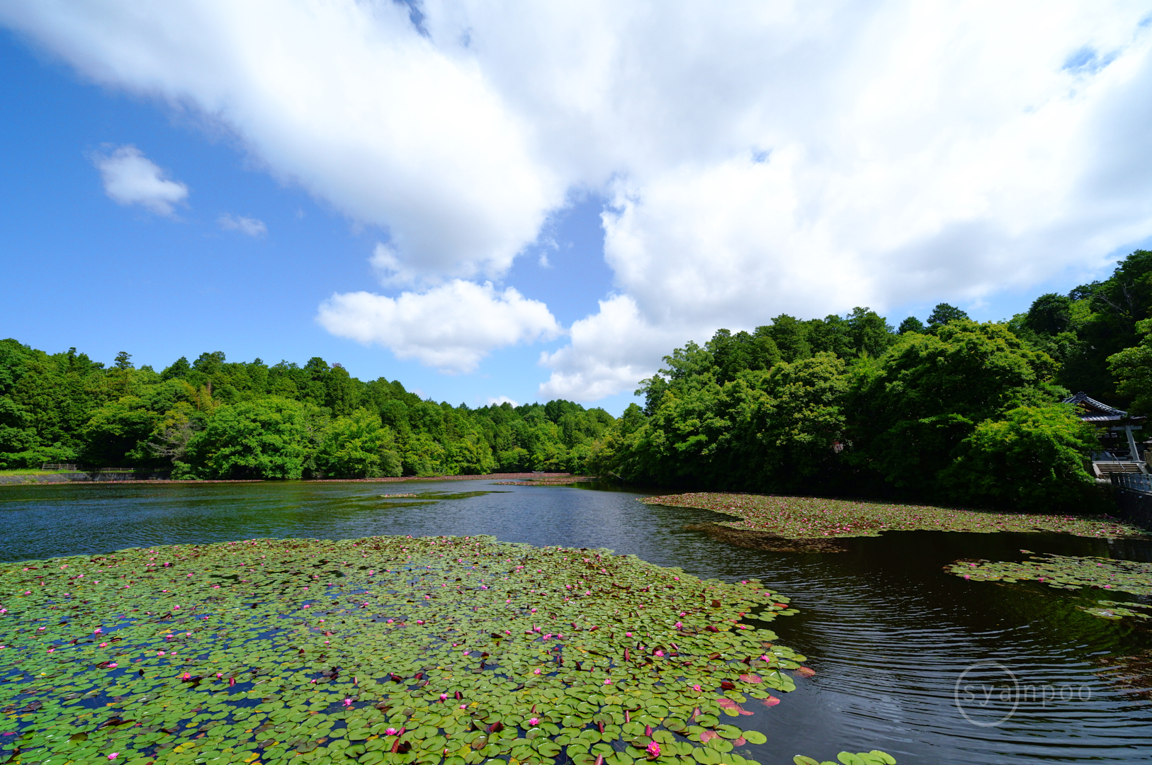 https://www.yaotomi.co.jp/blog/walk/SDIM3502%2C14%20mm%2CF5.6%2Ciso800%28JPEG%29.jpg