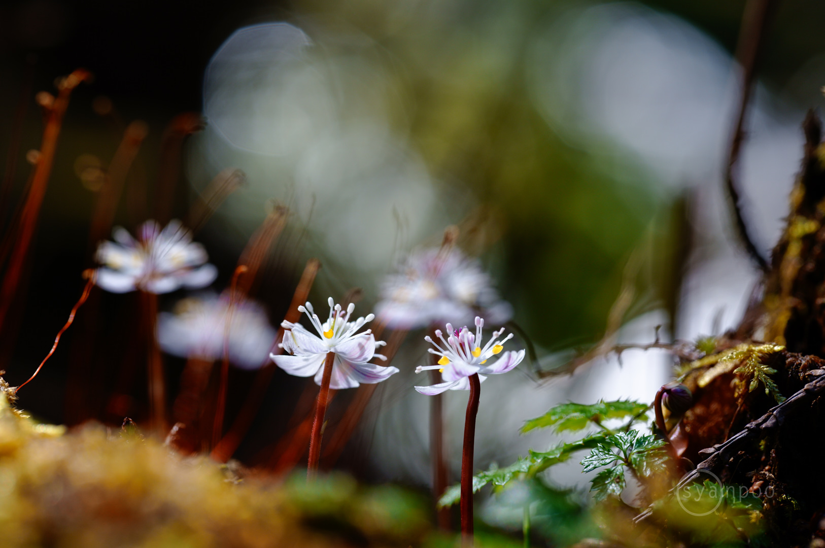 https://www.yaotomi.co.jp/blog/walk/SDIM3556%2C100%20mm%2CF5%2Ciso320%28JPEG%29.jpg