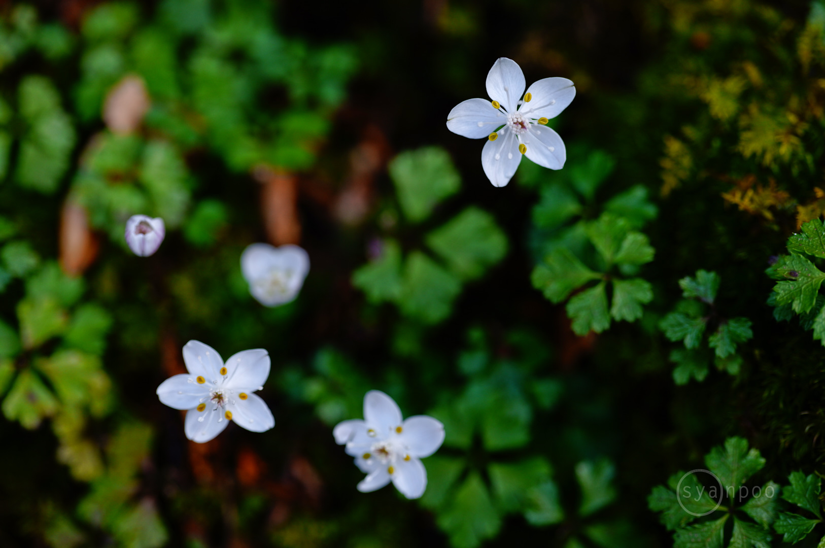 https://www.yaotomi.co.jp/blog/walk/SDIM3656%2C100%20mm%2CF3.2%2Ciso400%28JPEG%29.jpg